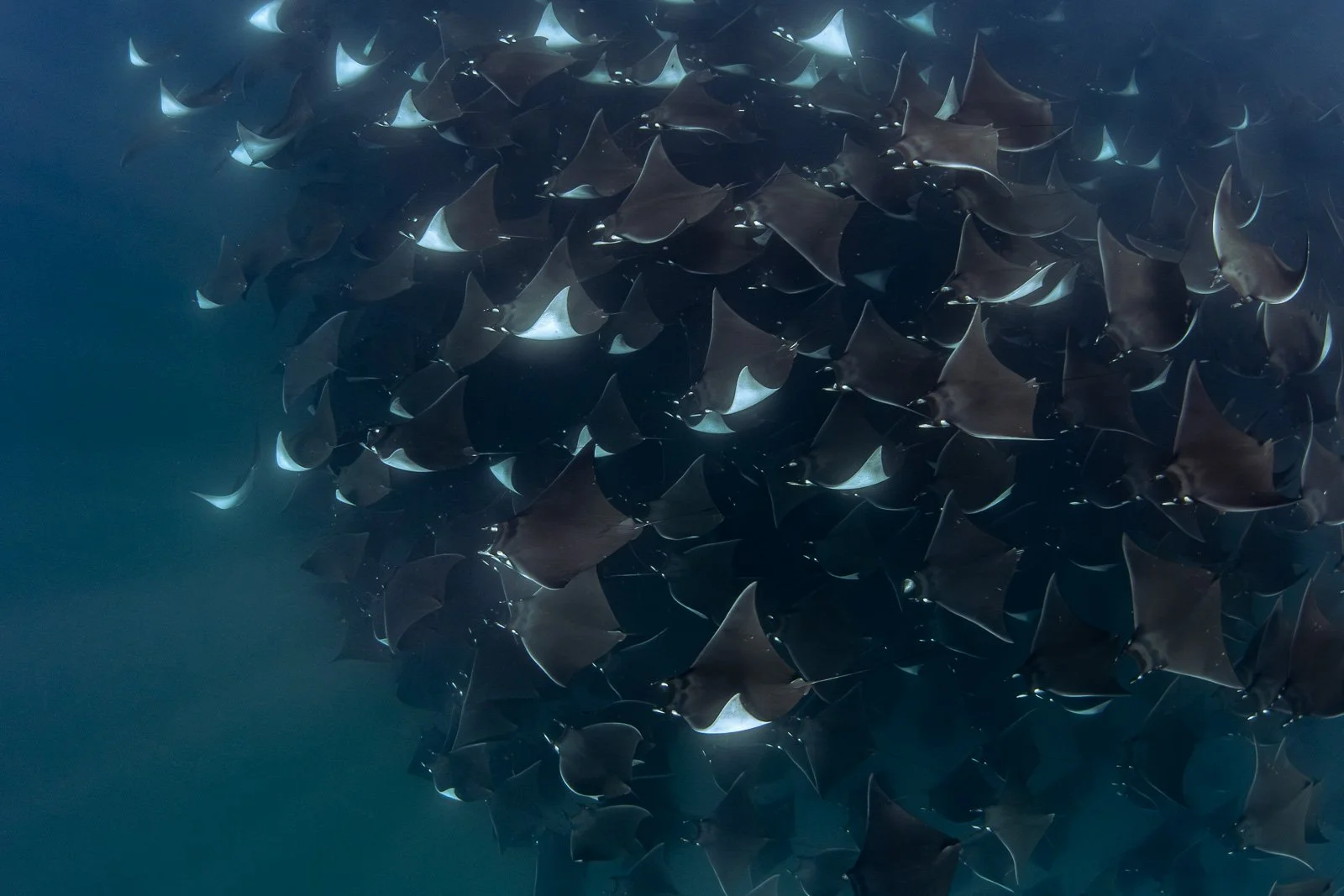 Mobulas and Ocean Megafauna - One Week in La Ventana