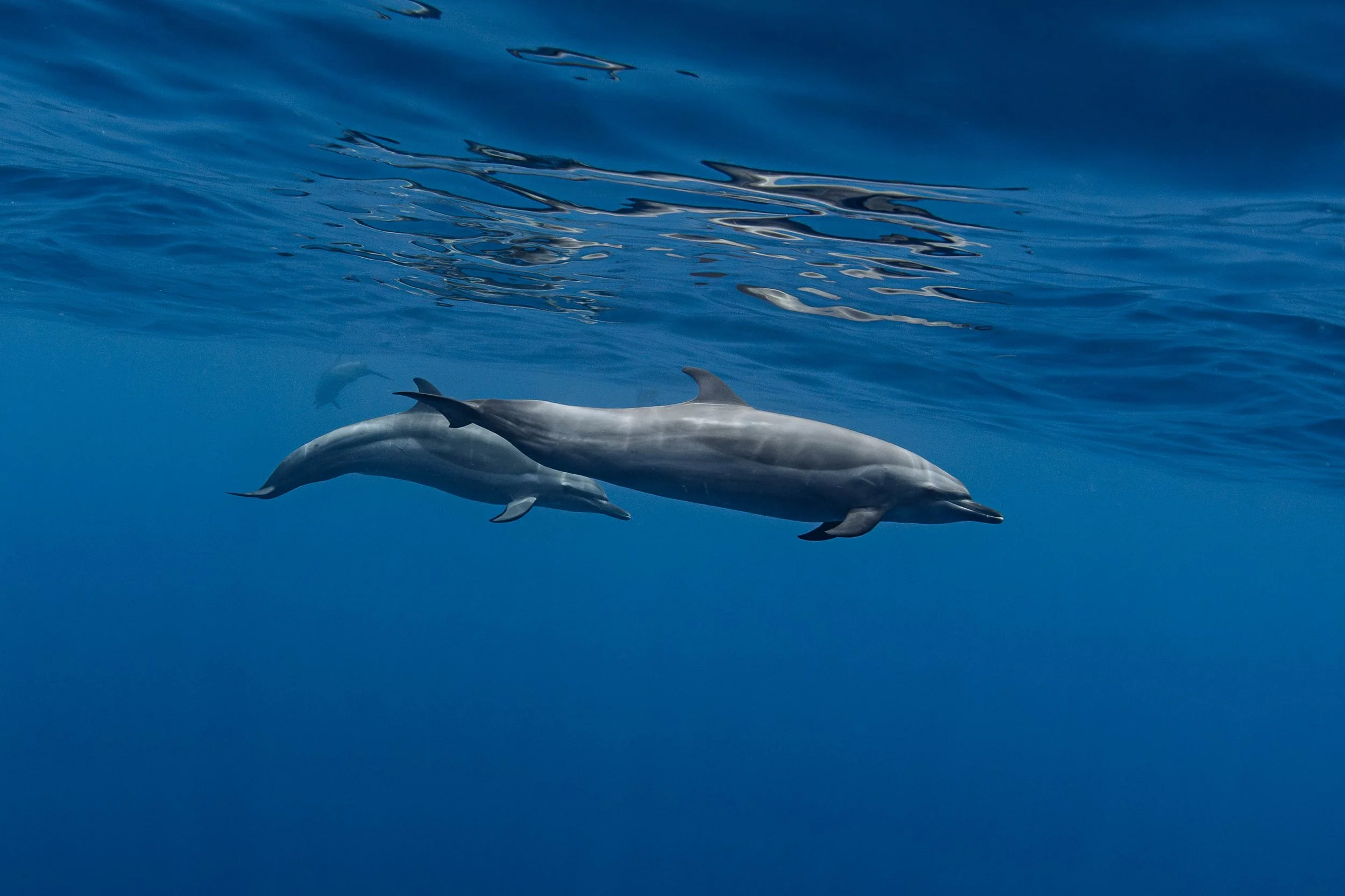 La Ventana - Pantropical Spotted Dolphins 3.jpg
