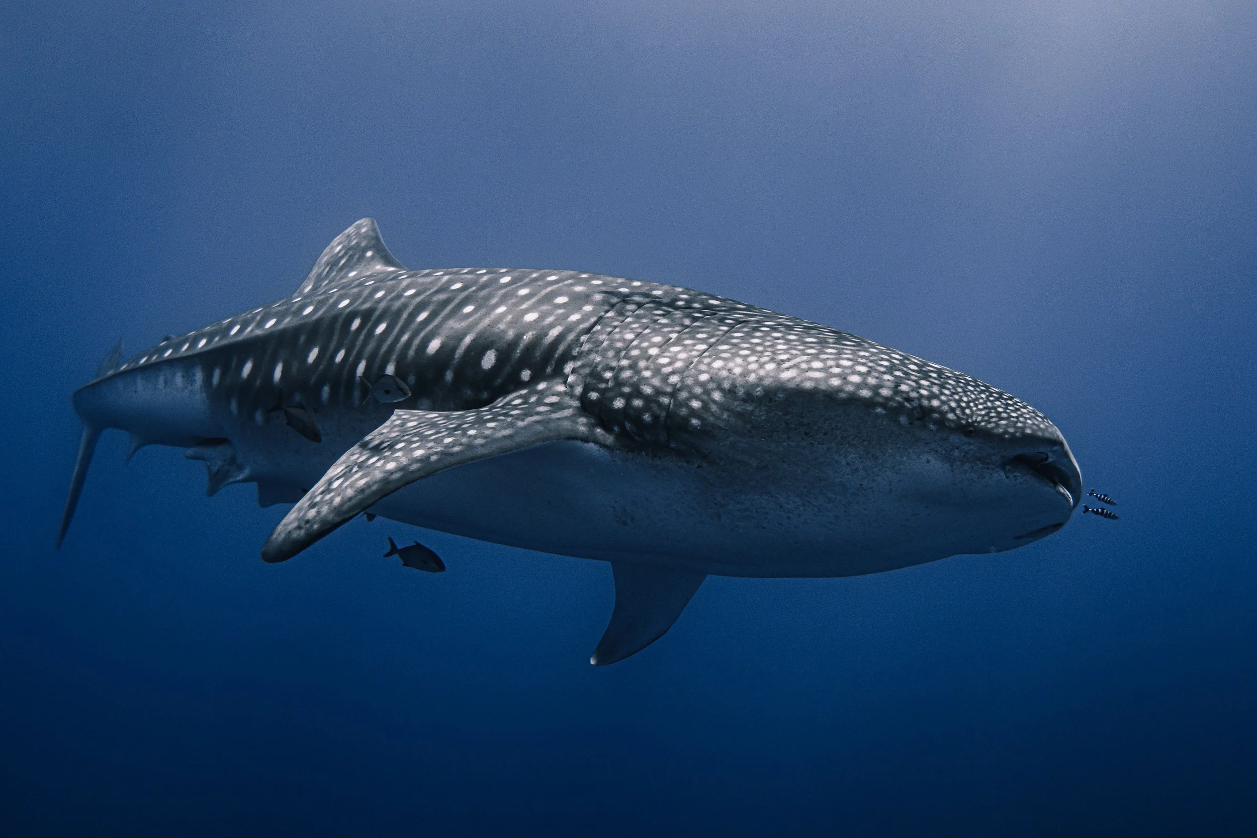 Surprise Whale Shark.jpg