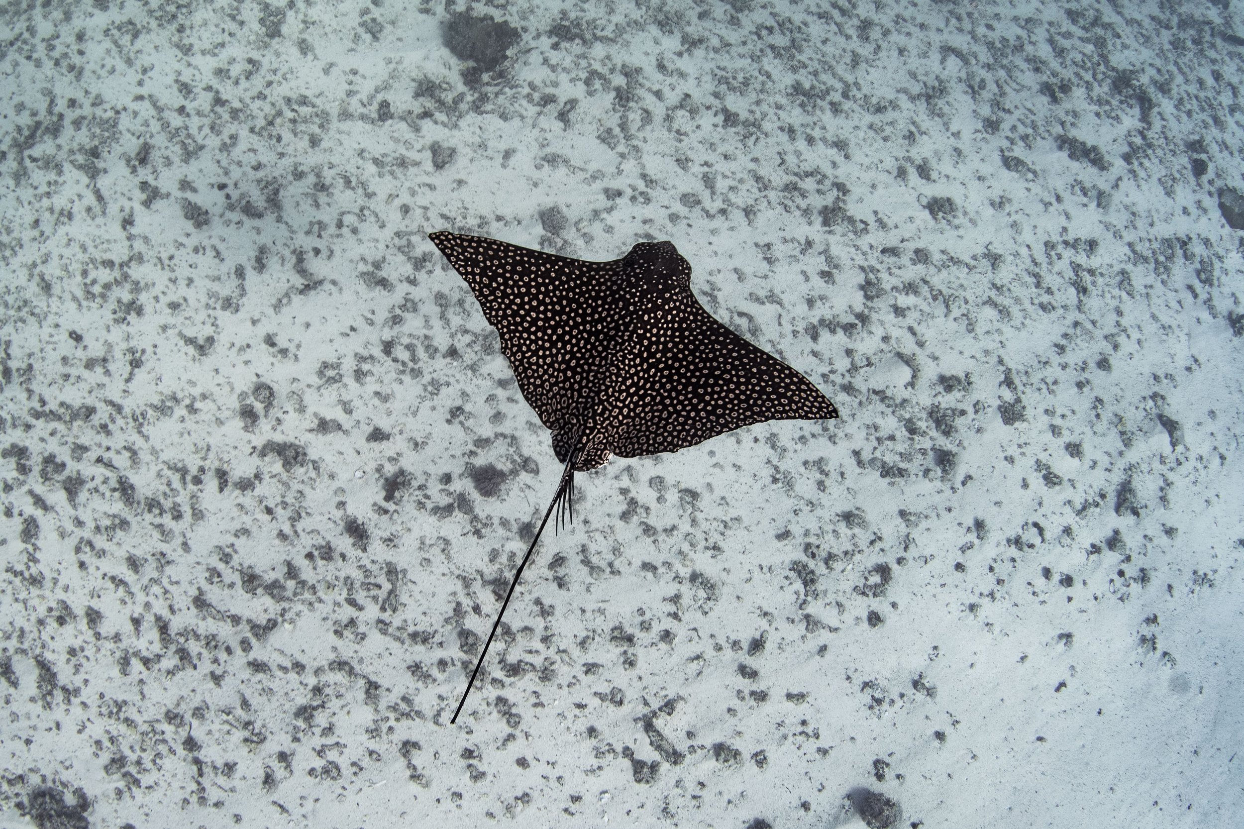 Eagly Ray Patterns.jpg