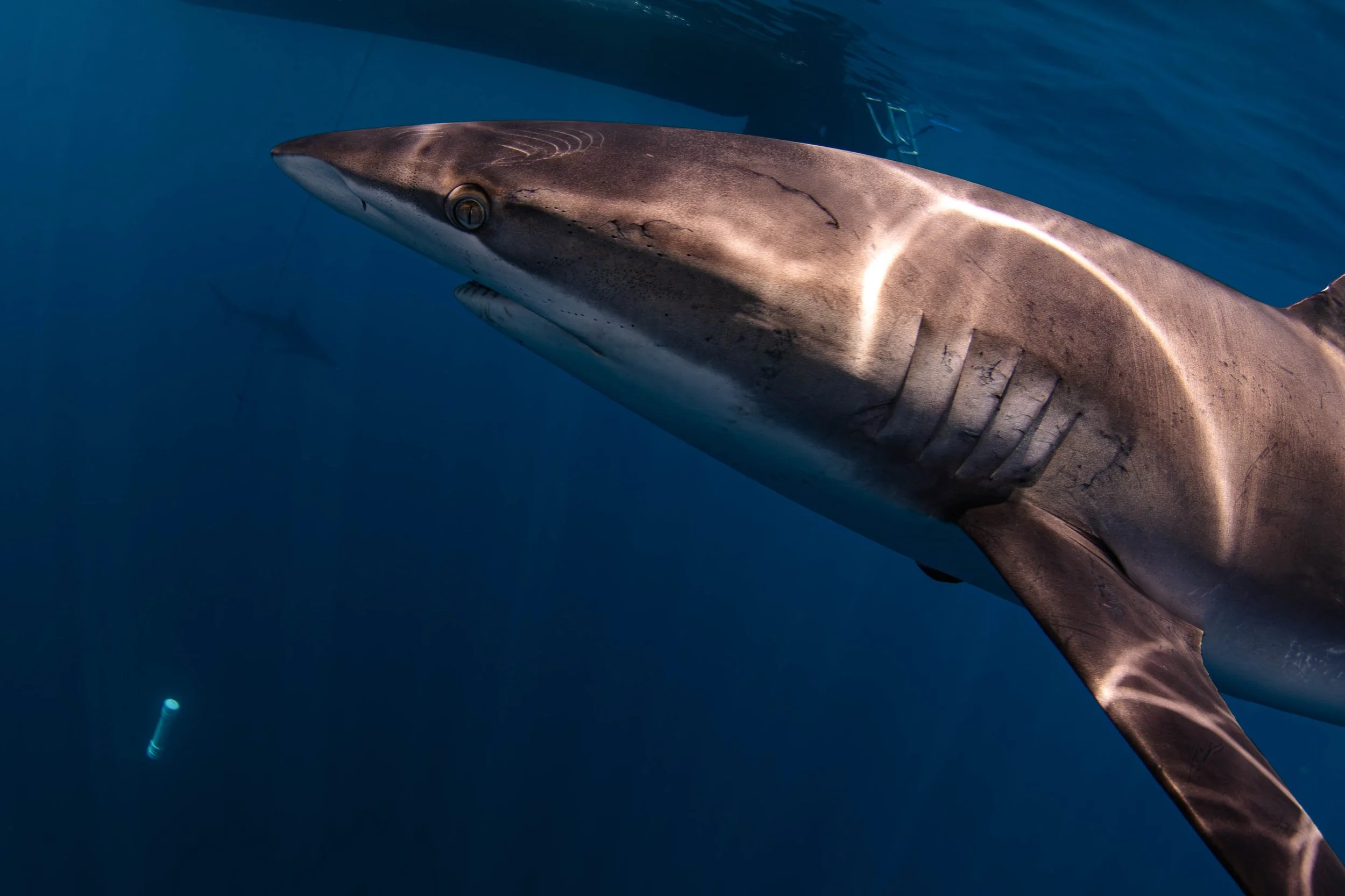 La Ventana - Silky Shark Close-up.jpg