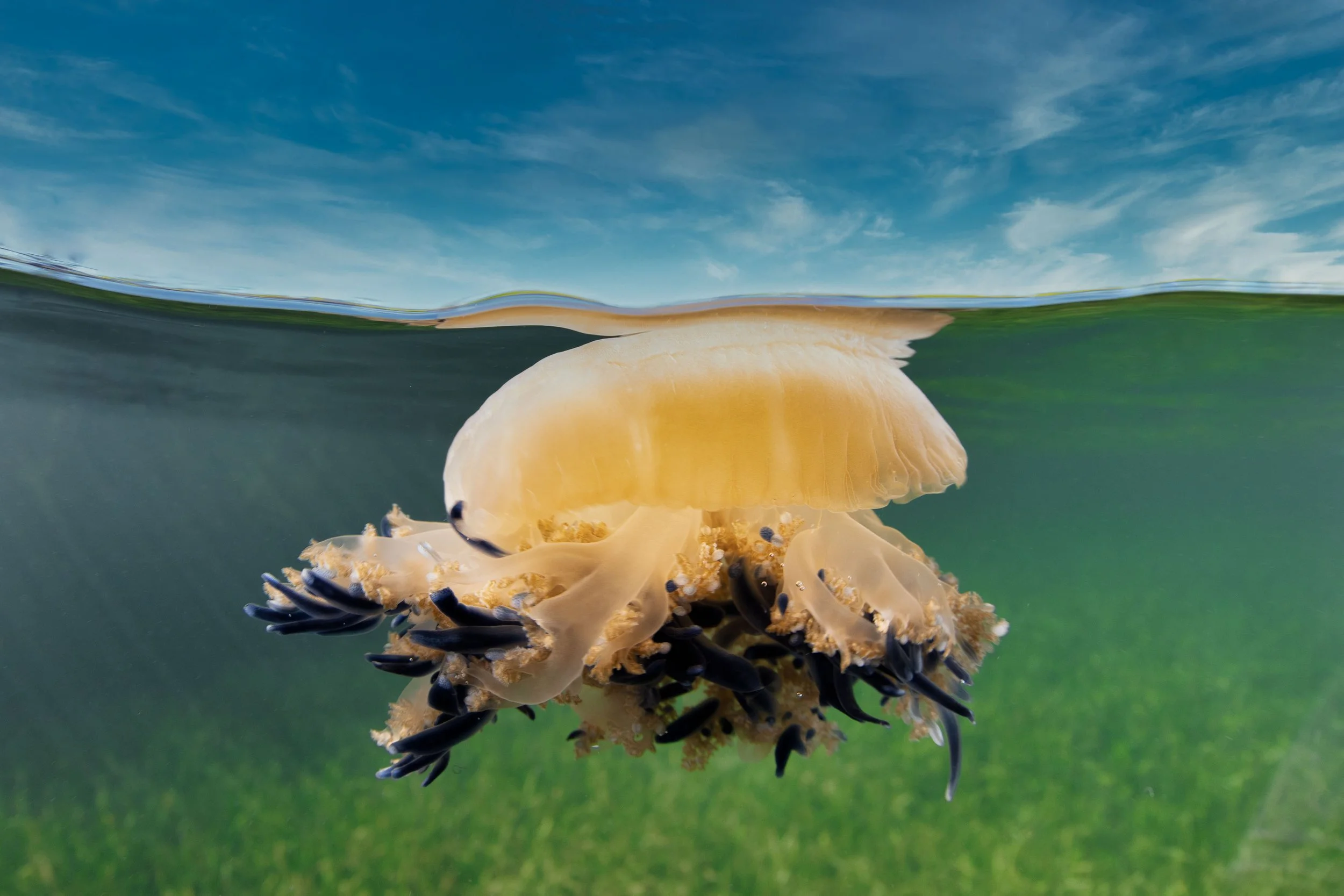 Upside Down Jelly.jpg