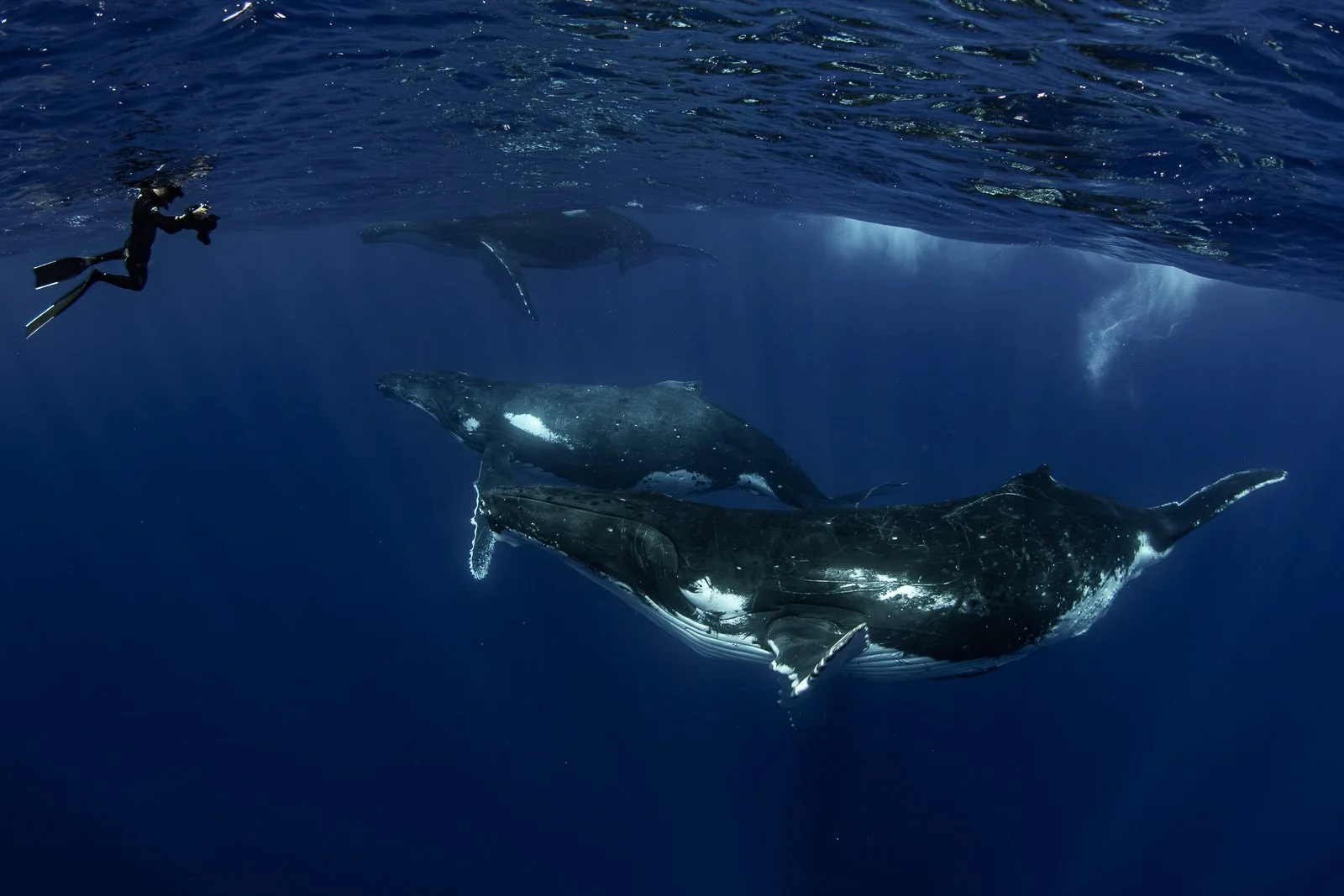 Capturing Giants: Whale Expedition in French Polynesia