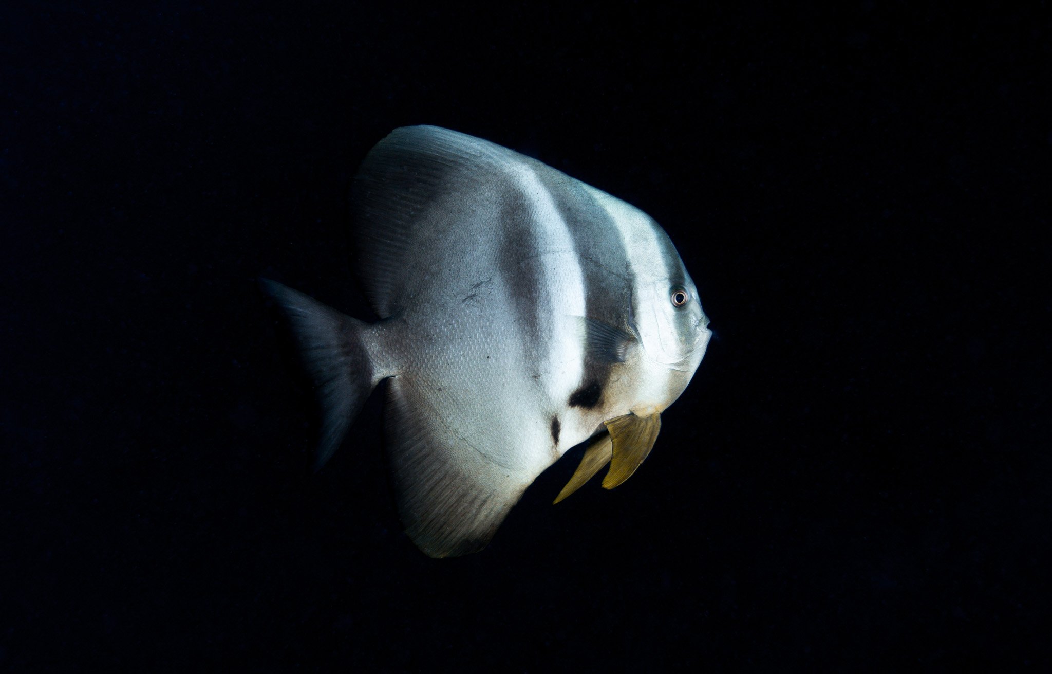 batfish-portrait-maldives_.jpg