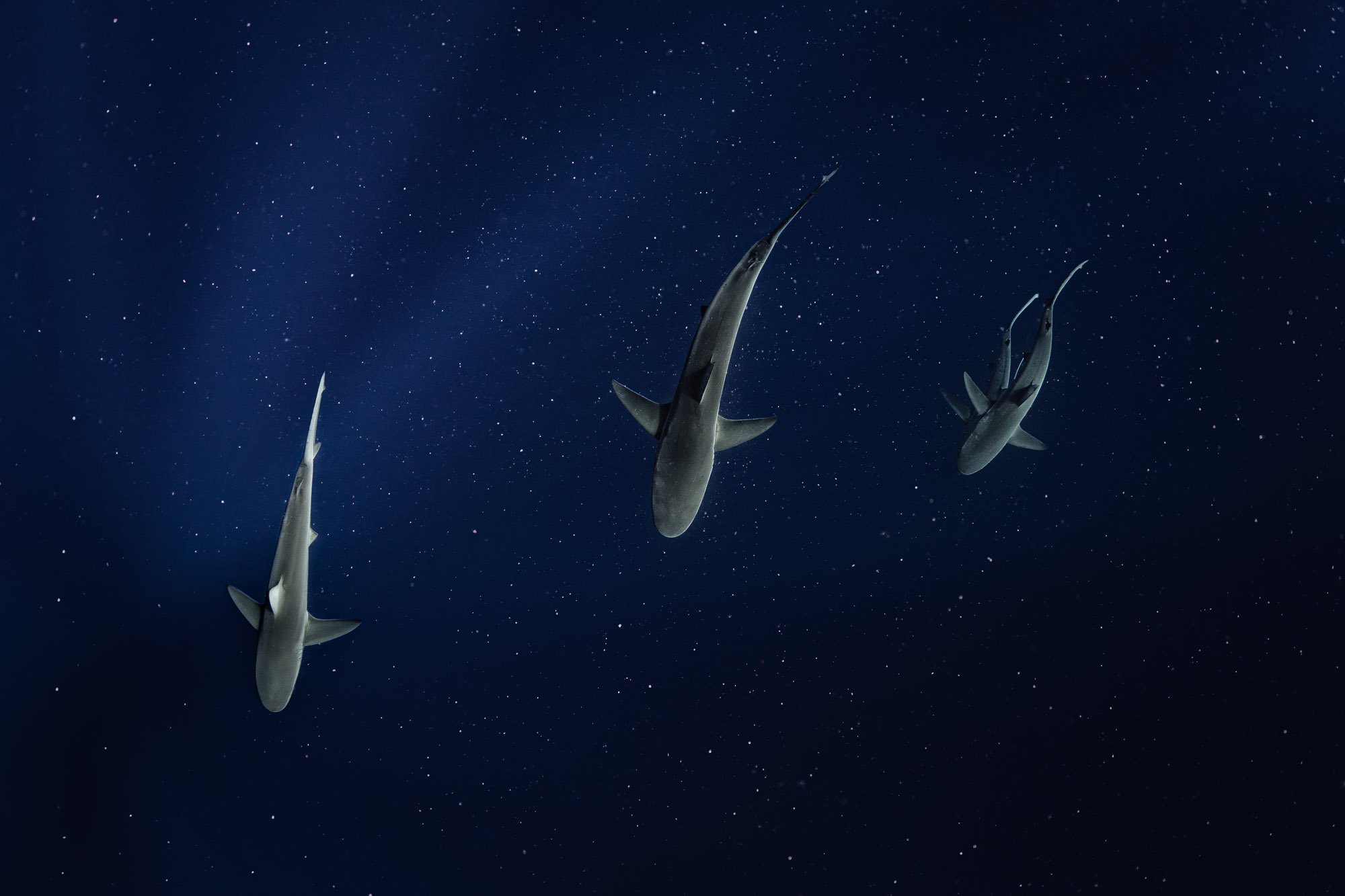 Overhead view of three Galapagos sharks swimming in particle-filled water, creating a star-like, dreamlike effect.