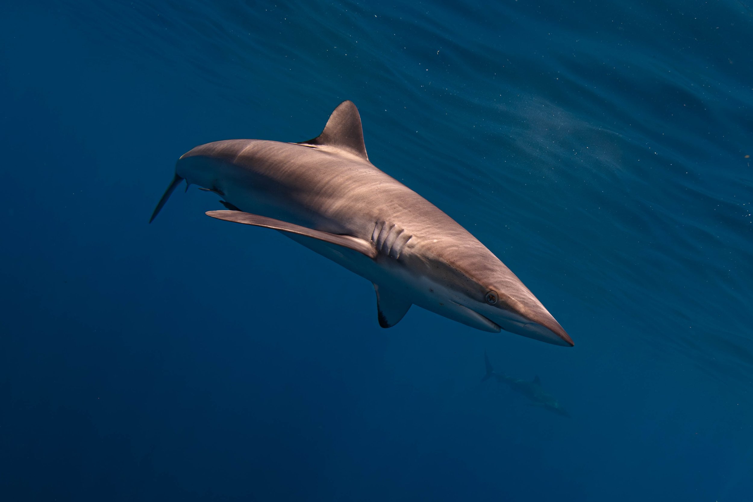 La Ventana - Silky Shark Swimming By.jpg