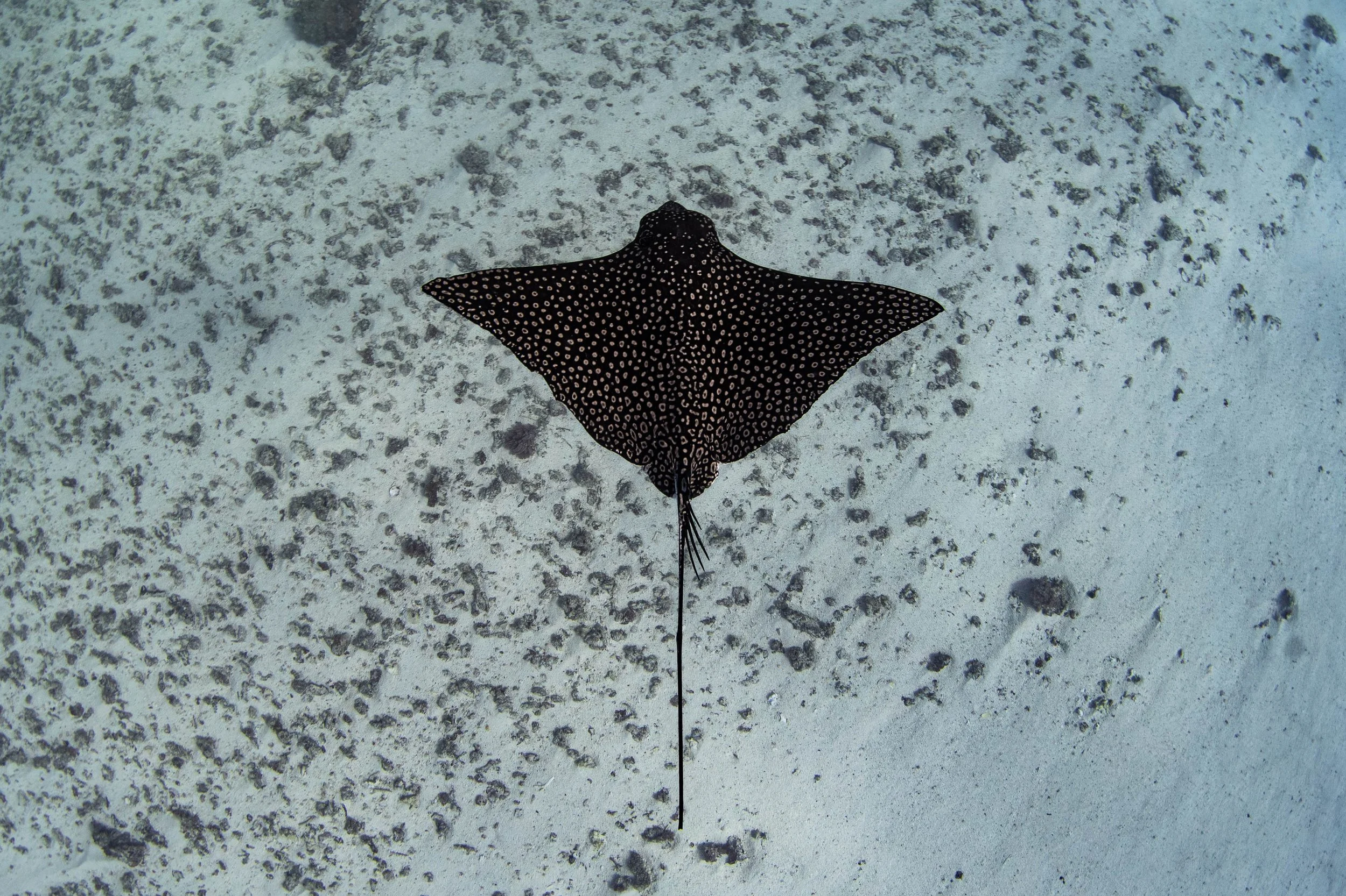 Fench Polynesia - Egale Ray Simming .jpg