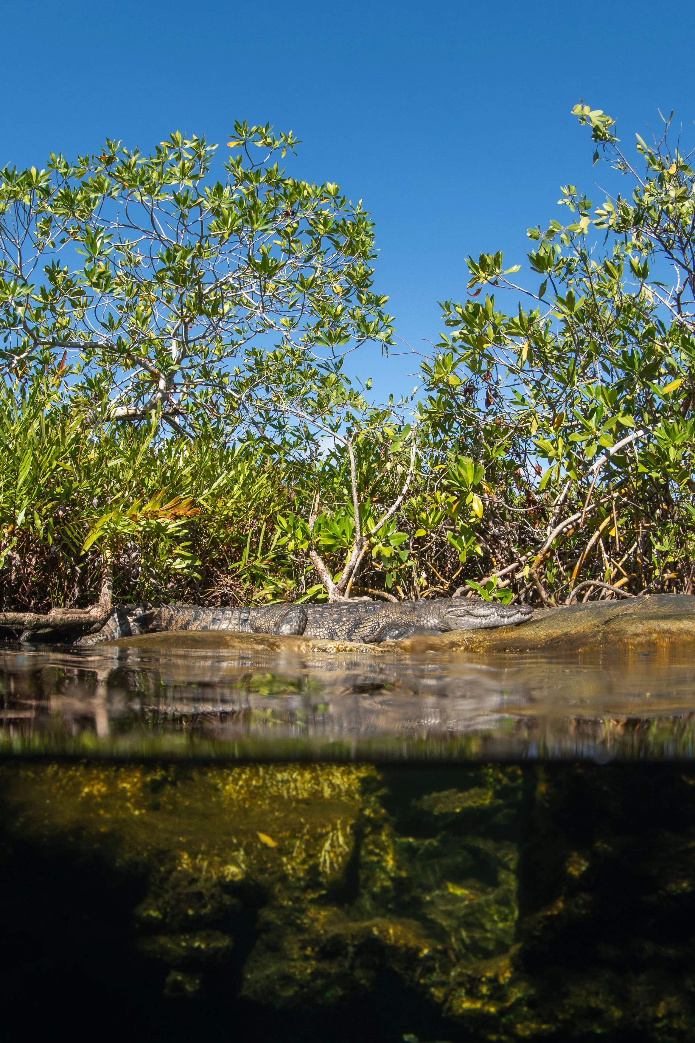 Mangrove Sentinel.jpg