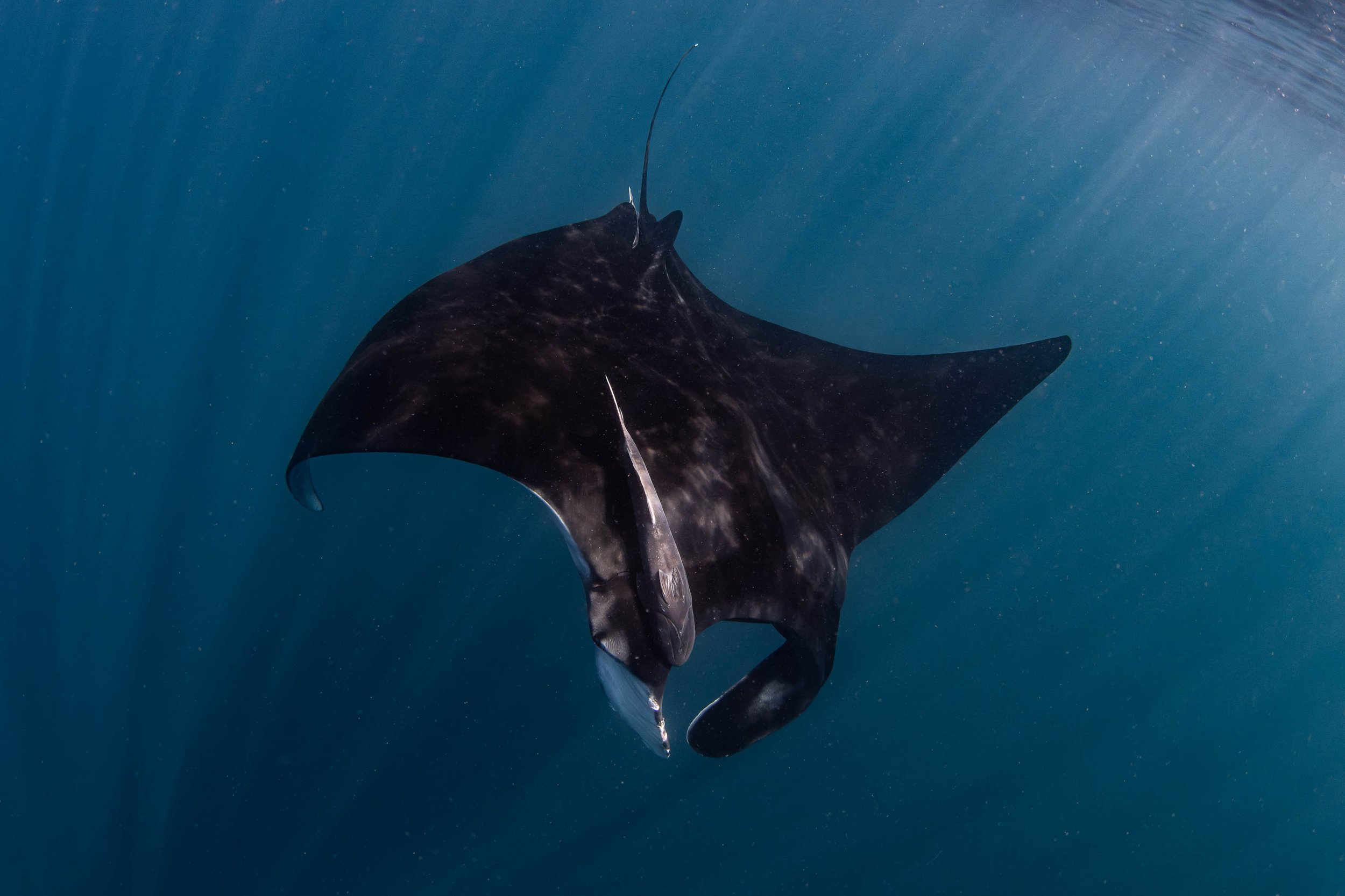 La Ventana - Juvenile Manta Ray 2.jpg