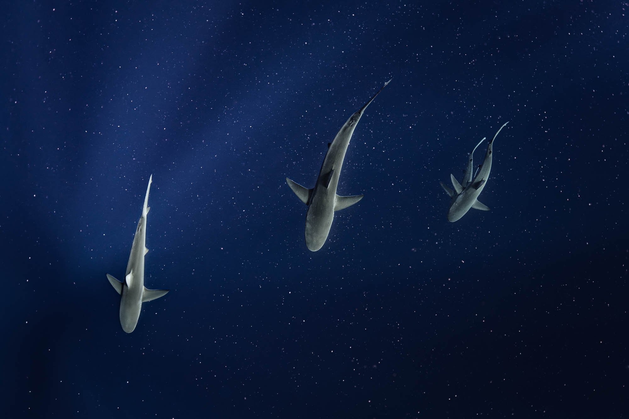 Galaxy of Sharks.jpg