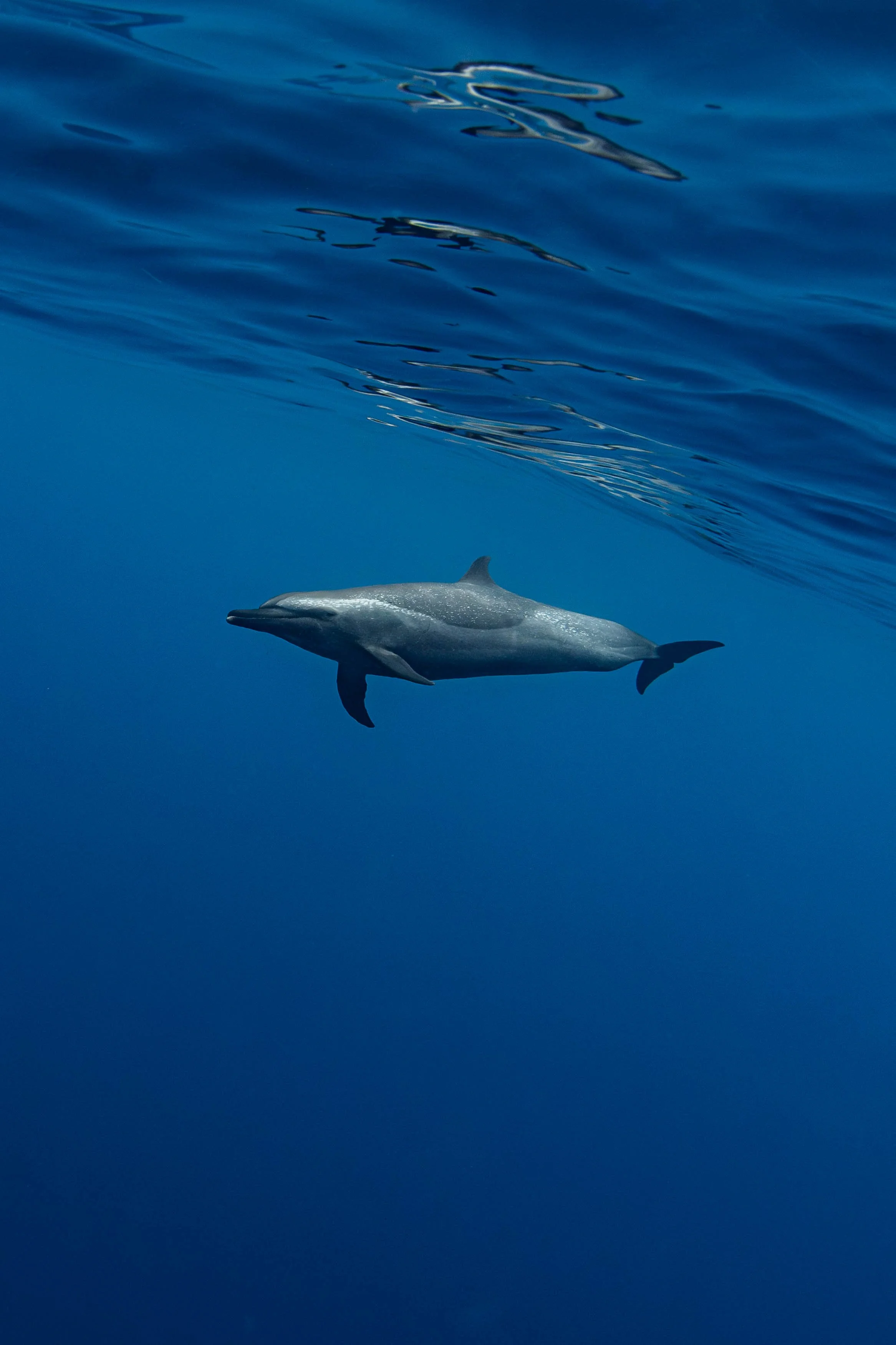 La Ventana - Pantropical Spotted Dolphins 4.jpg
