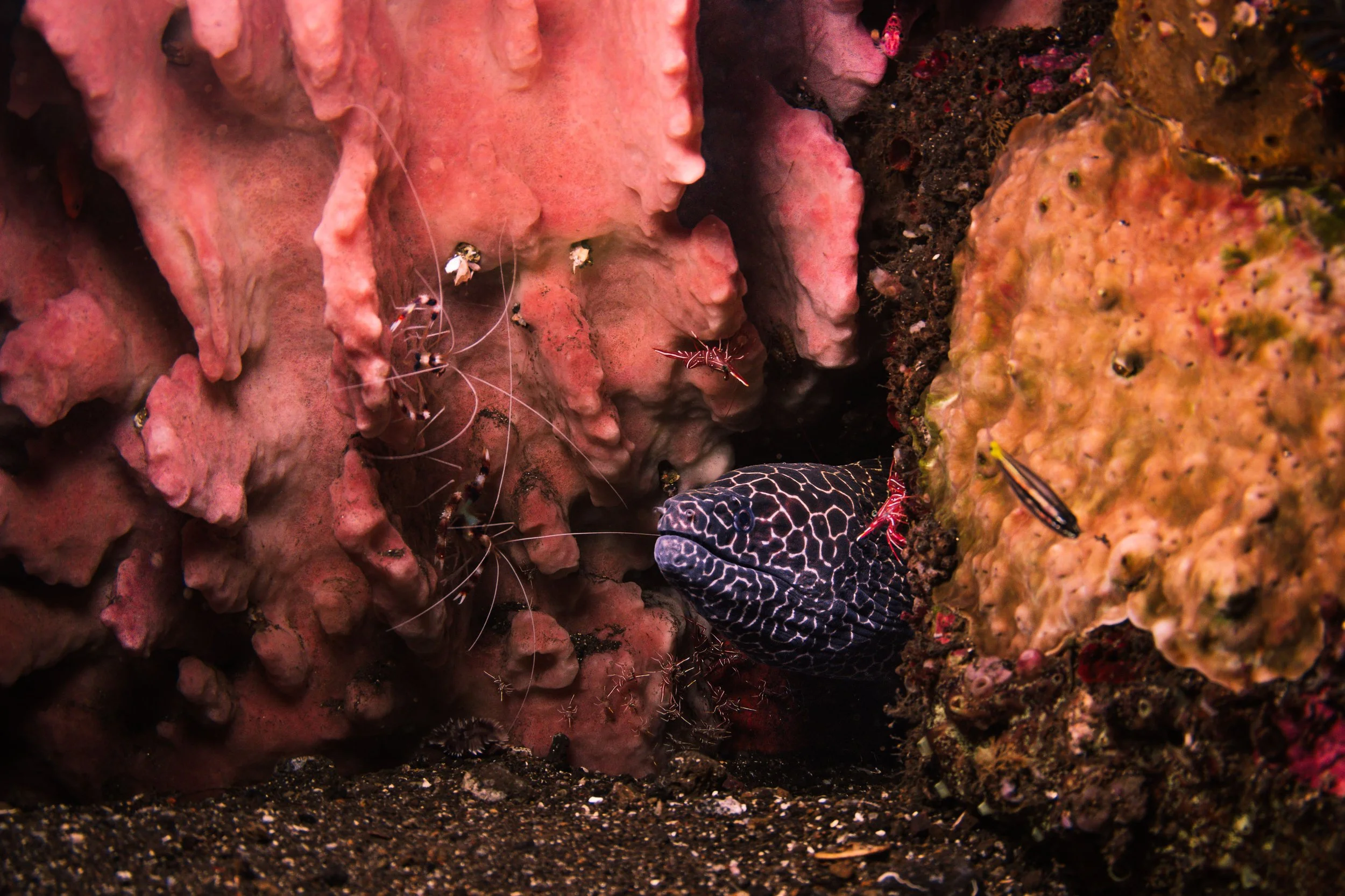 Honeycomb Mooray Eel.jpg