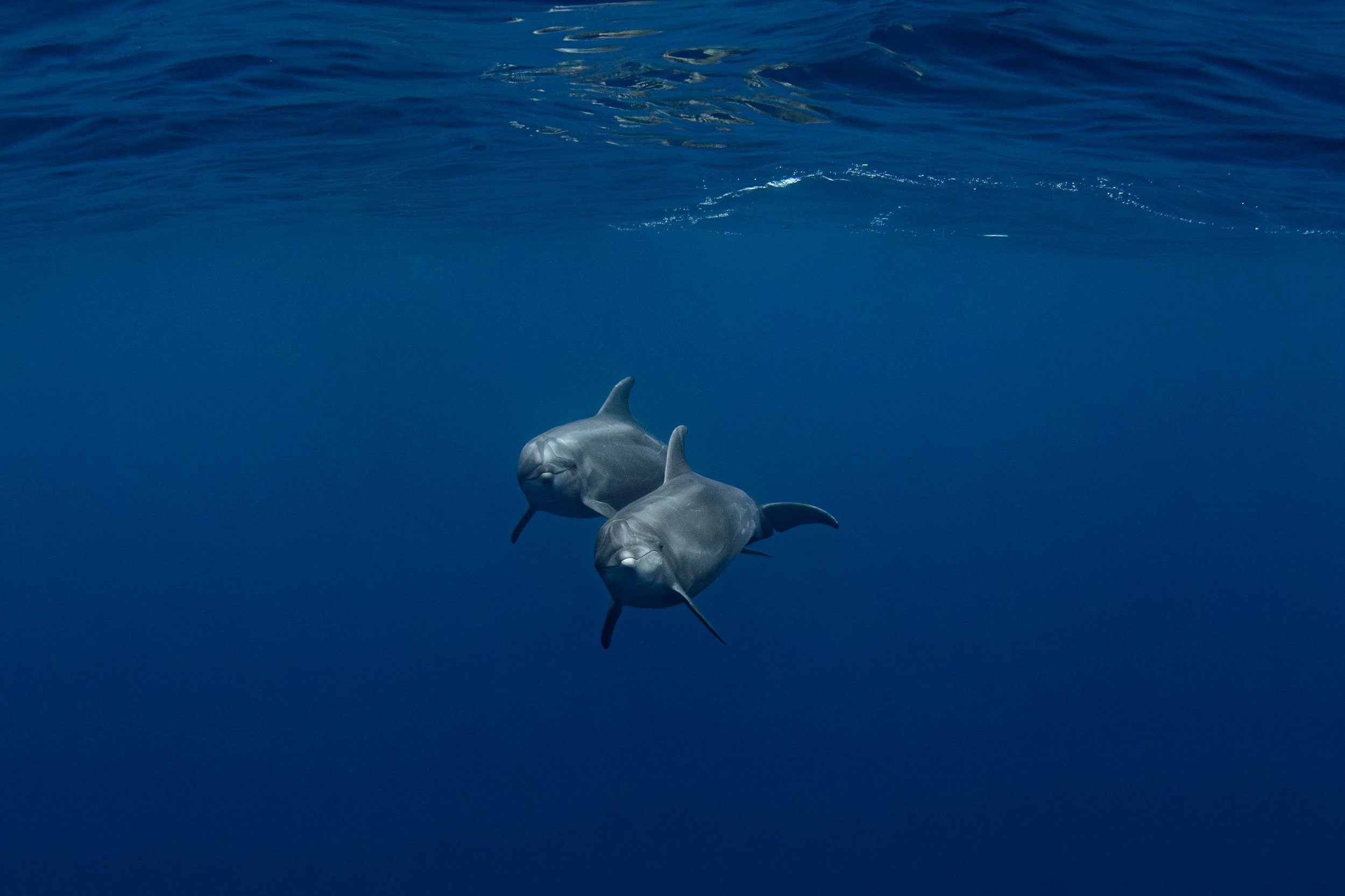 Dolphing Greetings.jpg