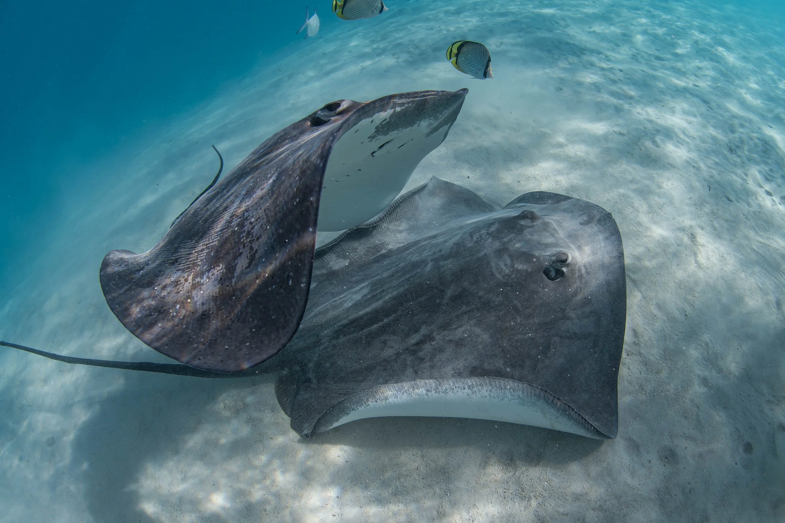 Fench Polynesia - Stingrays in the Sand.jpg