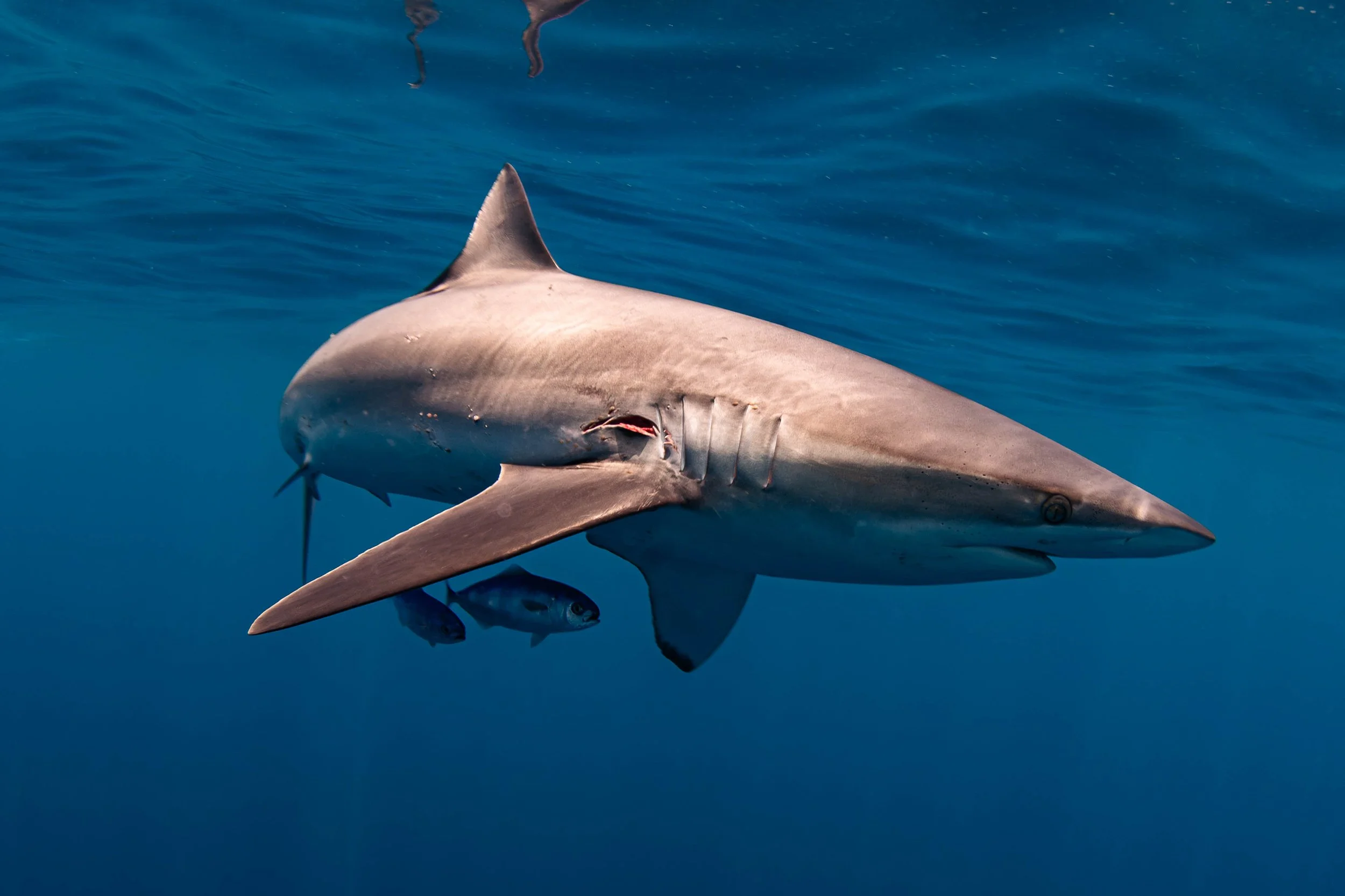 La Ventana - Silky Shark 1.jpg