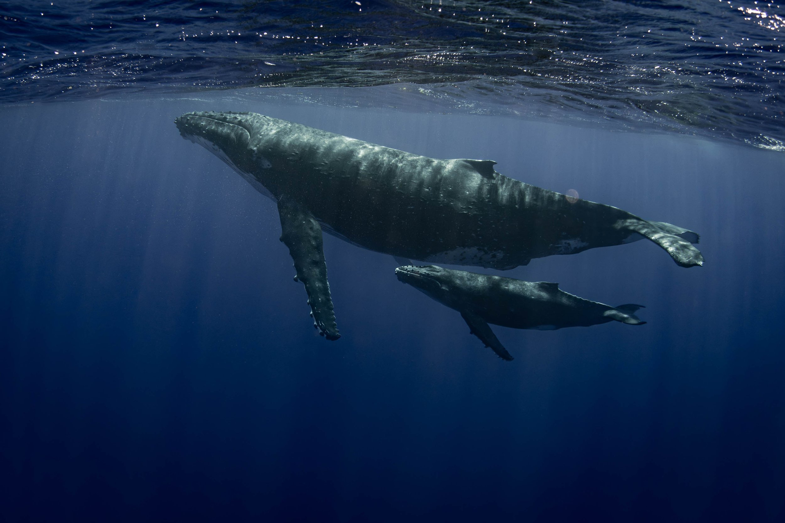 Humpback Whale Expedition – French Polynesia