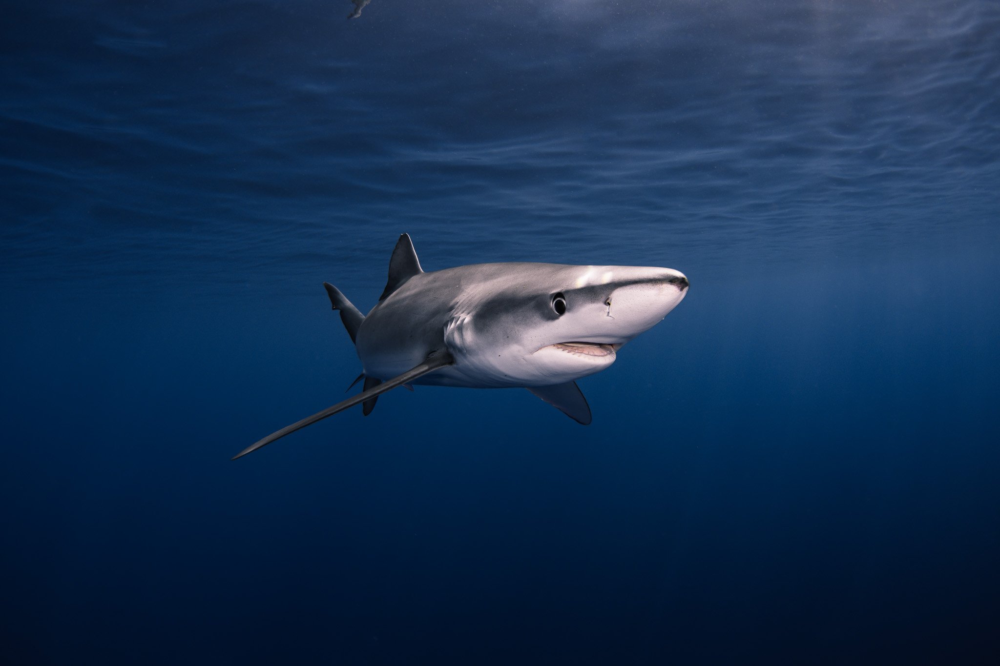 blue-shark-portrait-azores.jpg