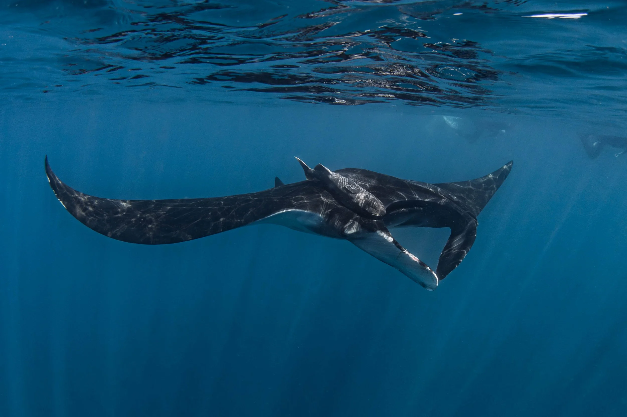 La Ventana - Juvenile Manta Ray.jpg