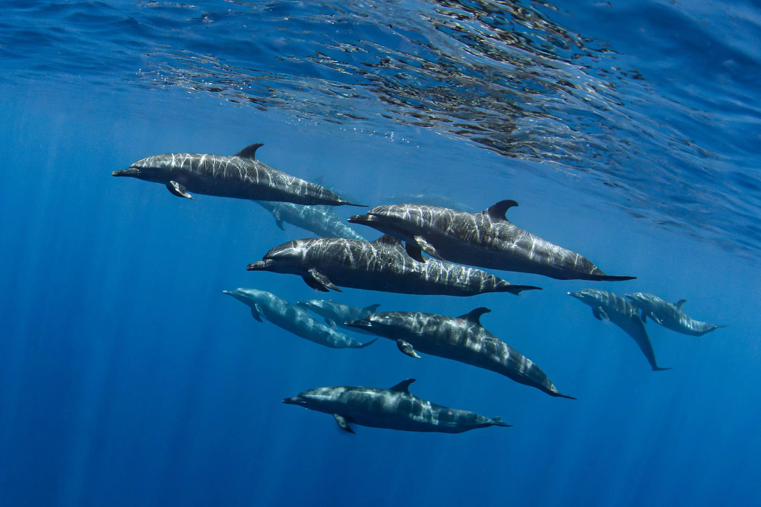 La Ventana - Pantropical Spotted Dolphins.jpg