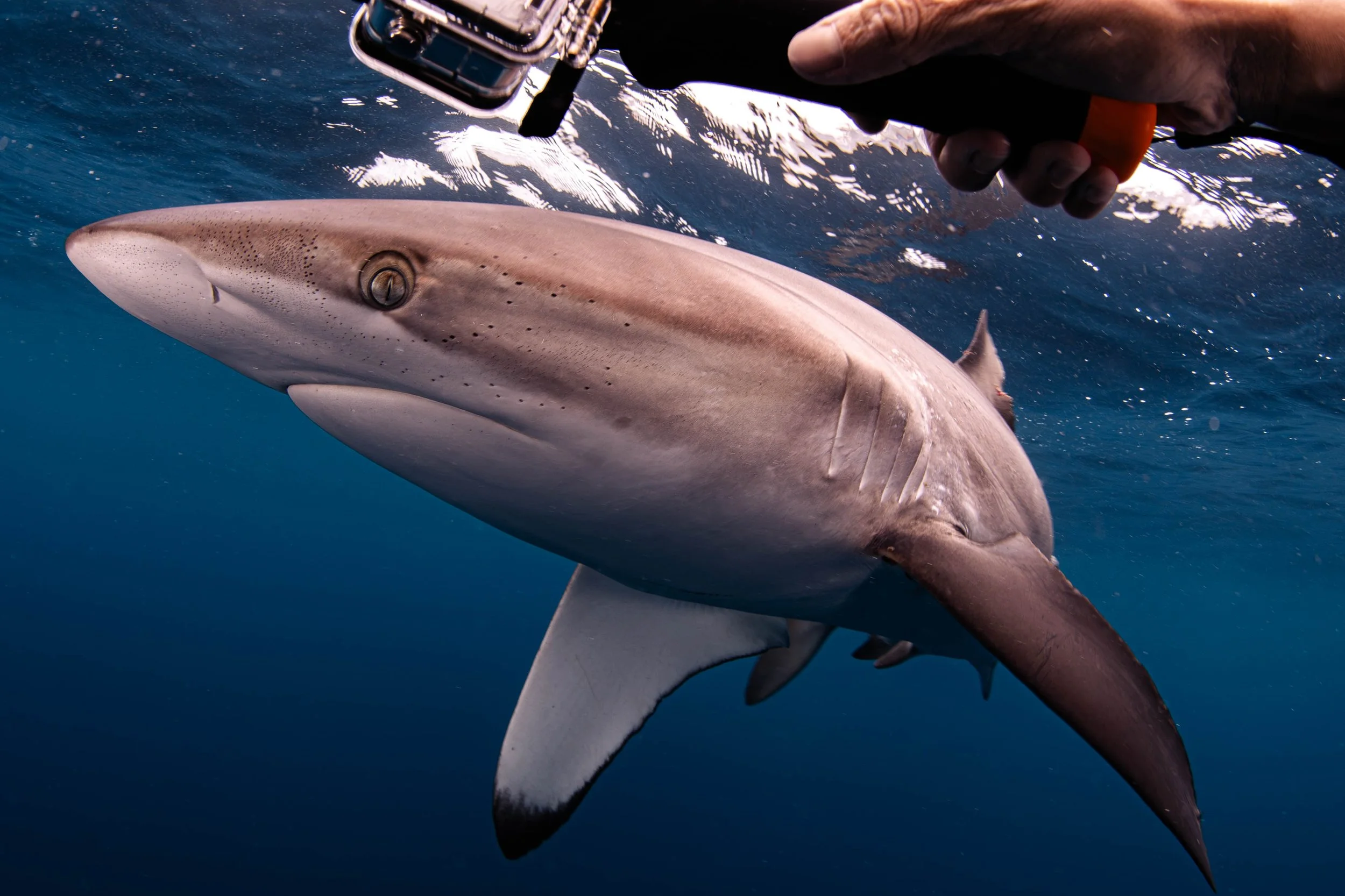 La Ventana - Silky Shark with GoPro.jpg