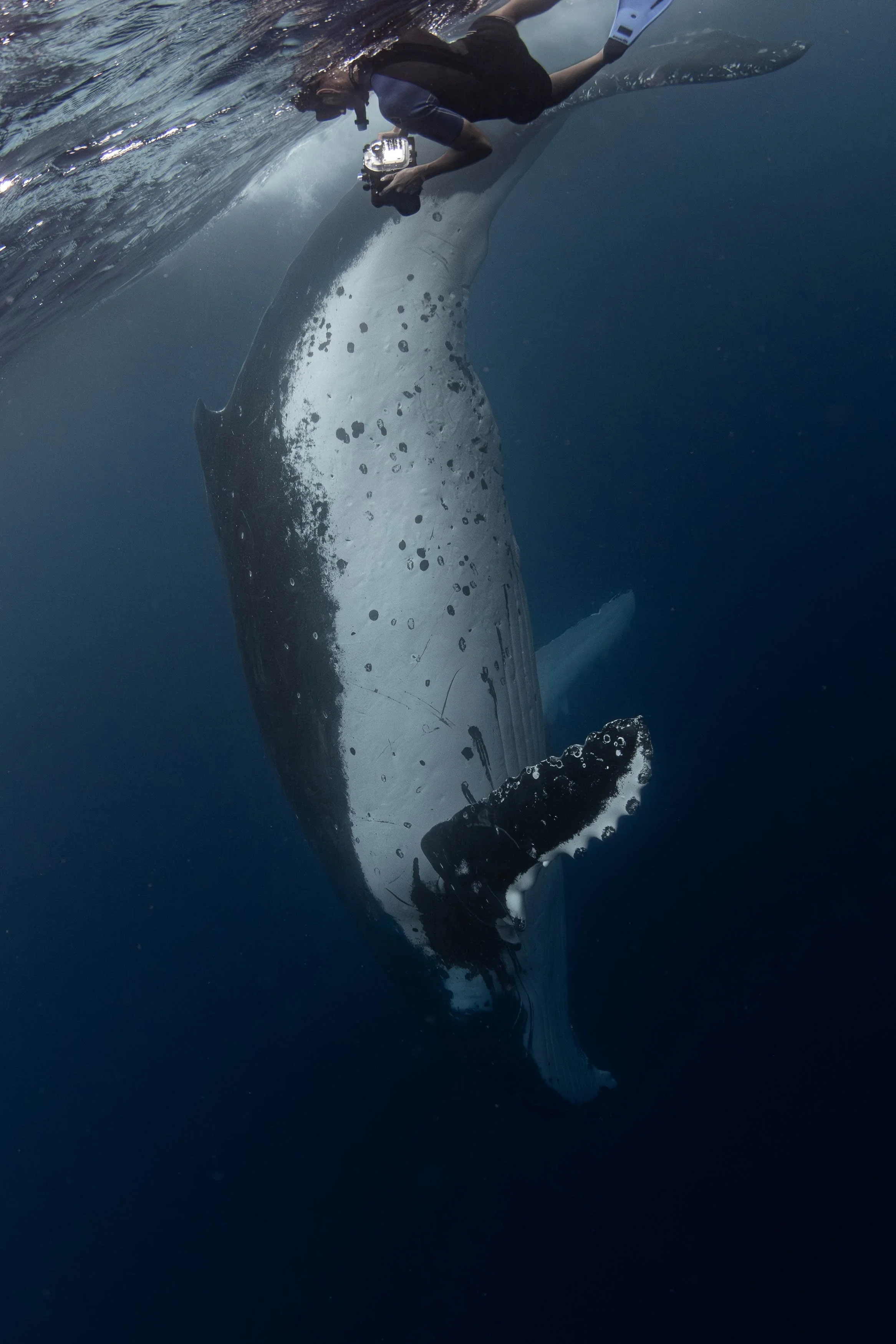 Fench Polynesia - Humback Whale with Photogrpaher.jpg
