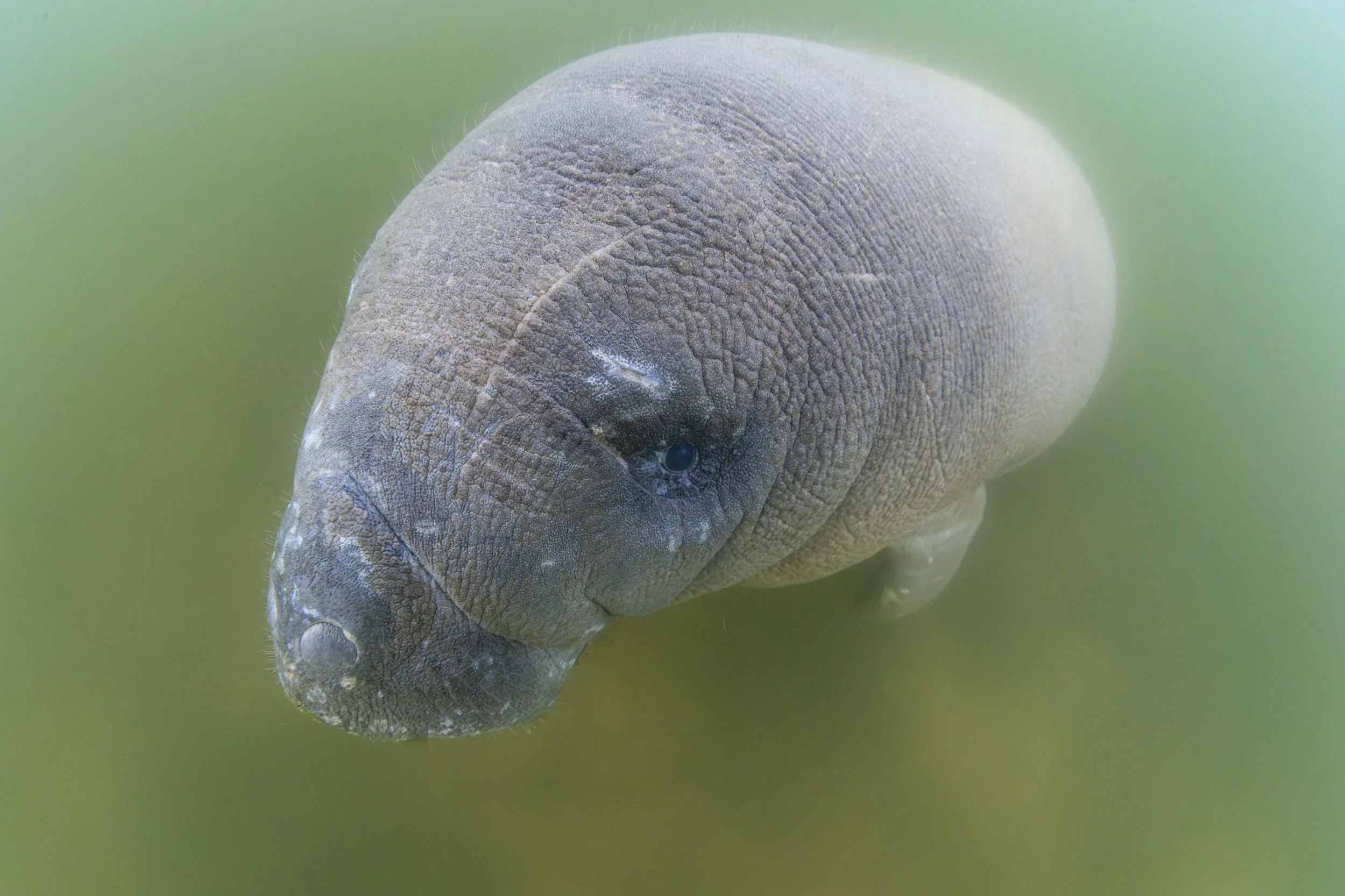 Manatee Baby.jpg