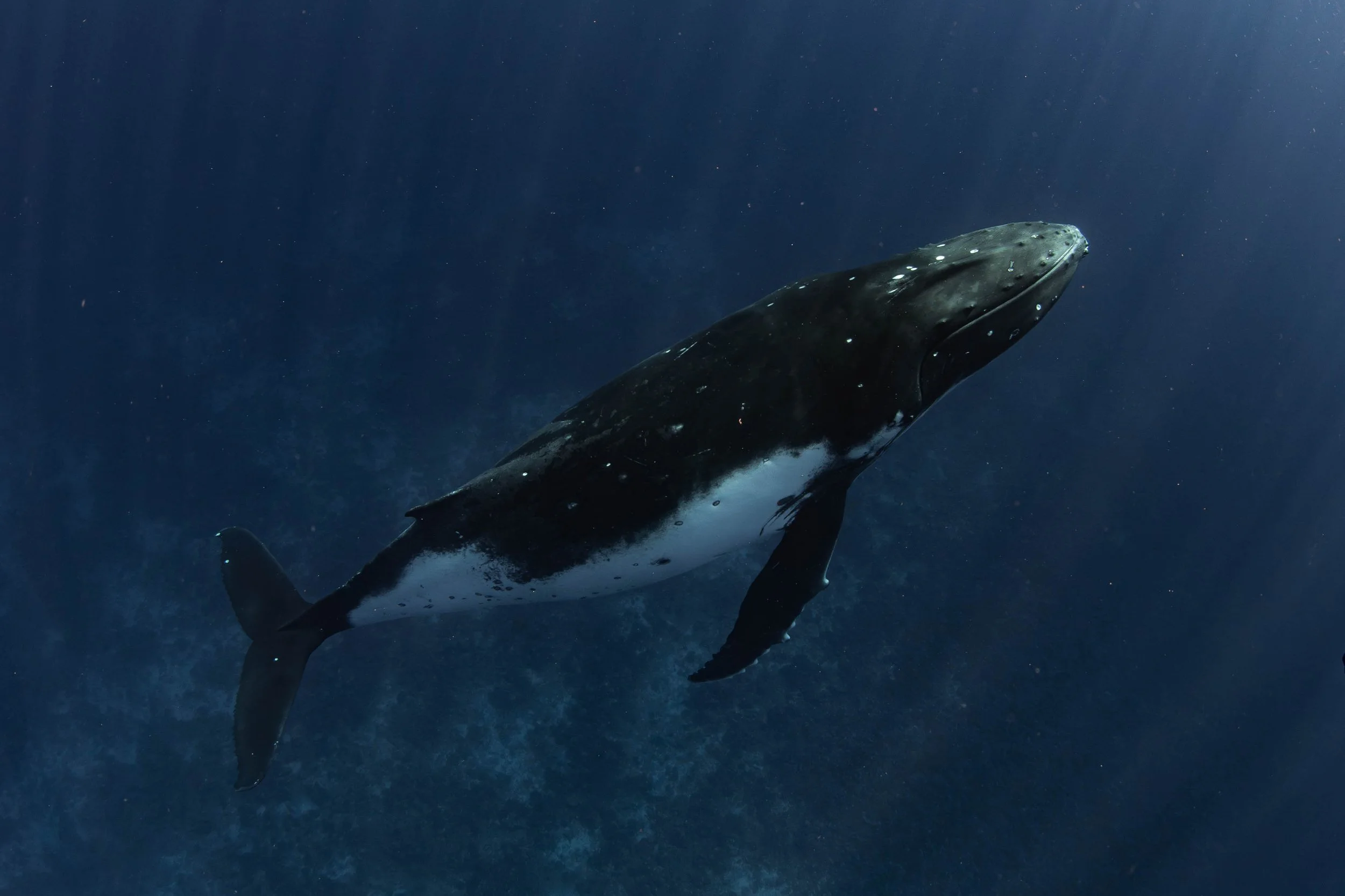 Fench Polynesia - Sleeping Humback Whale .jpg
