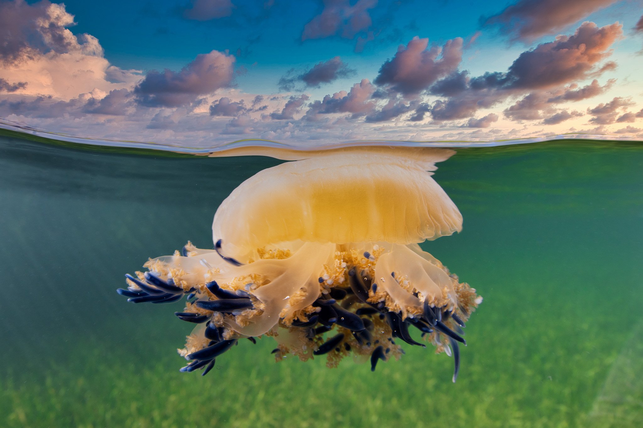 jellyfish-split-mangroves-cuba.jpg