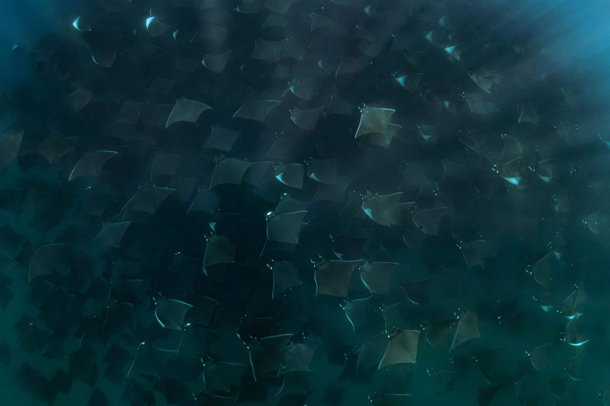 La Ventana - Mobulas Below 2.jpg
