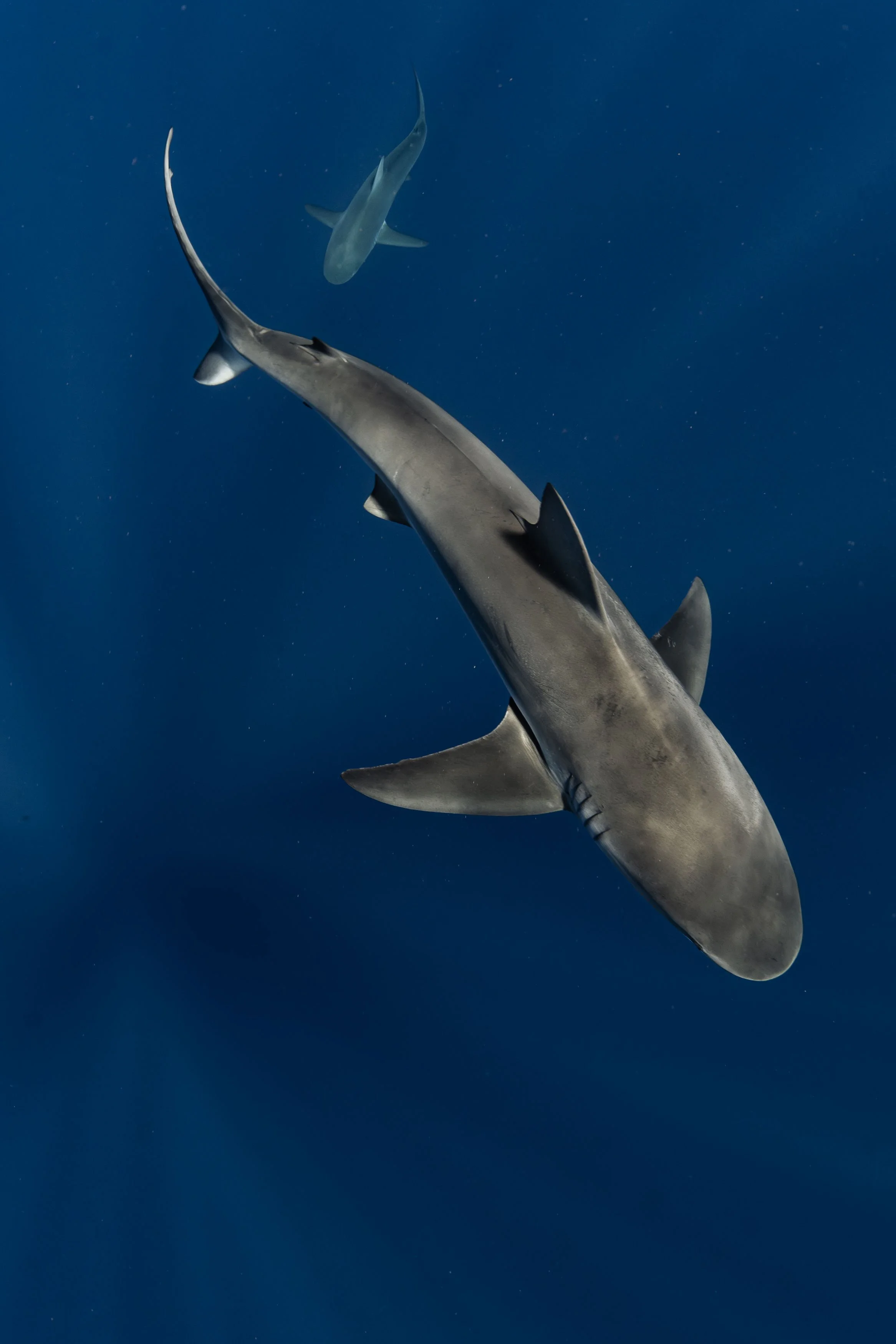 Galapagos Sharks.jpg