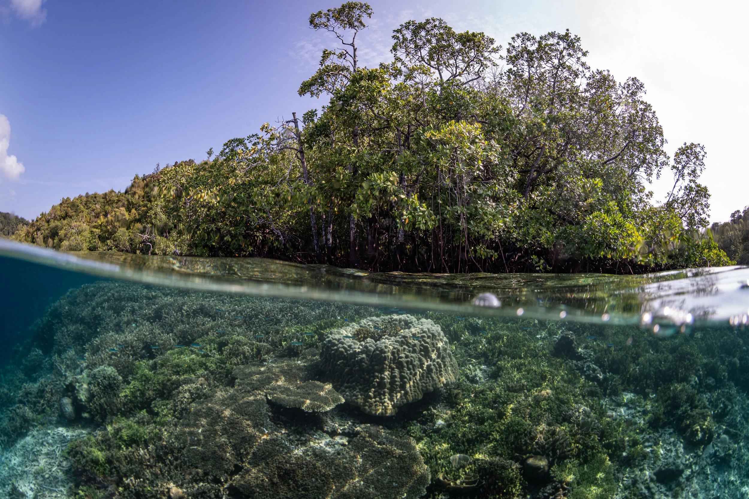 Below the Mangroves.jpg