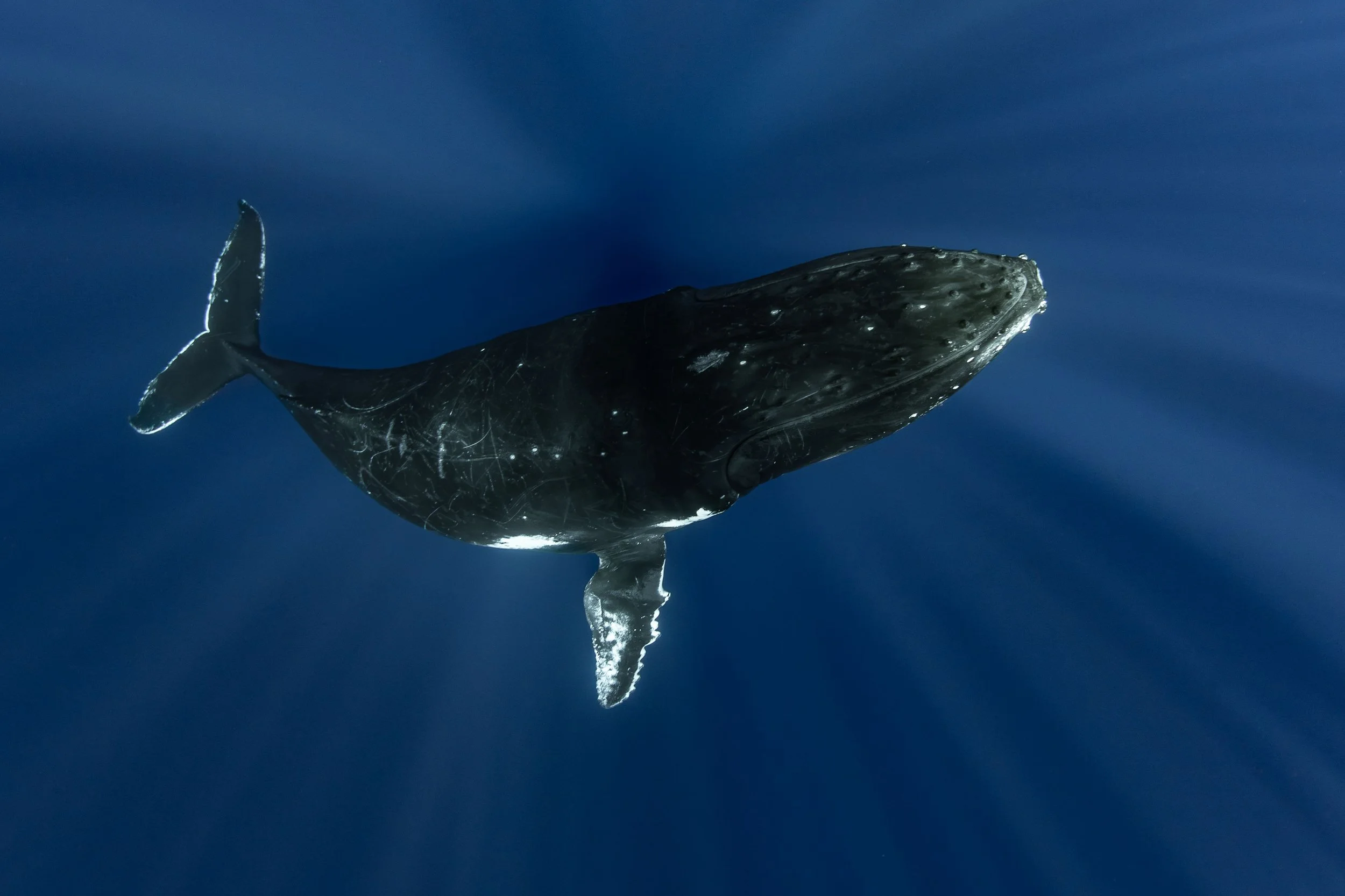 Humpback Below.jpg