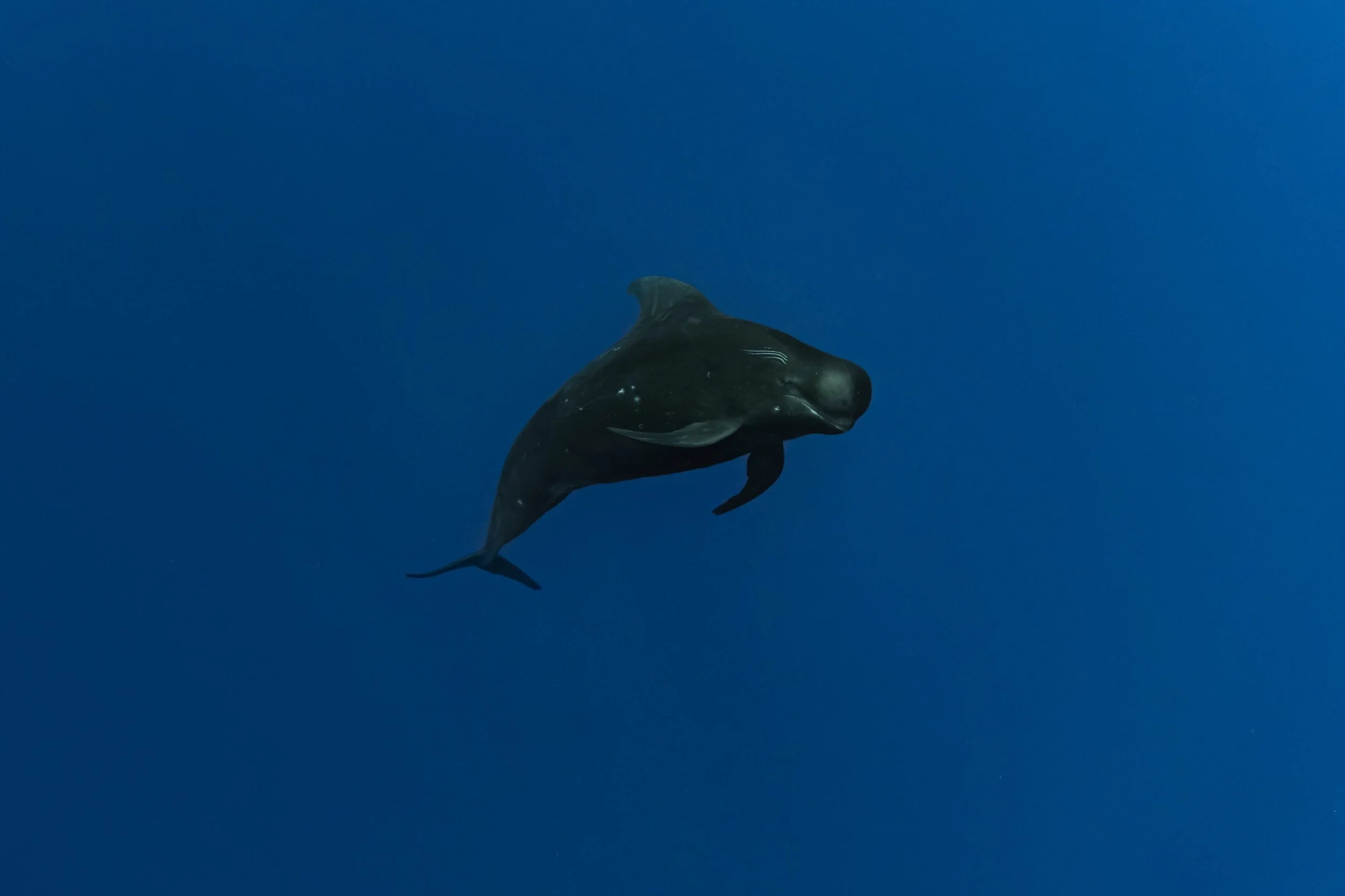 Fench Polynesia - Pilot Whale Portrait.jpg
