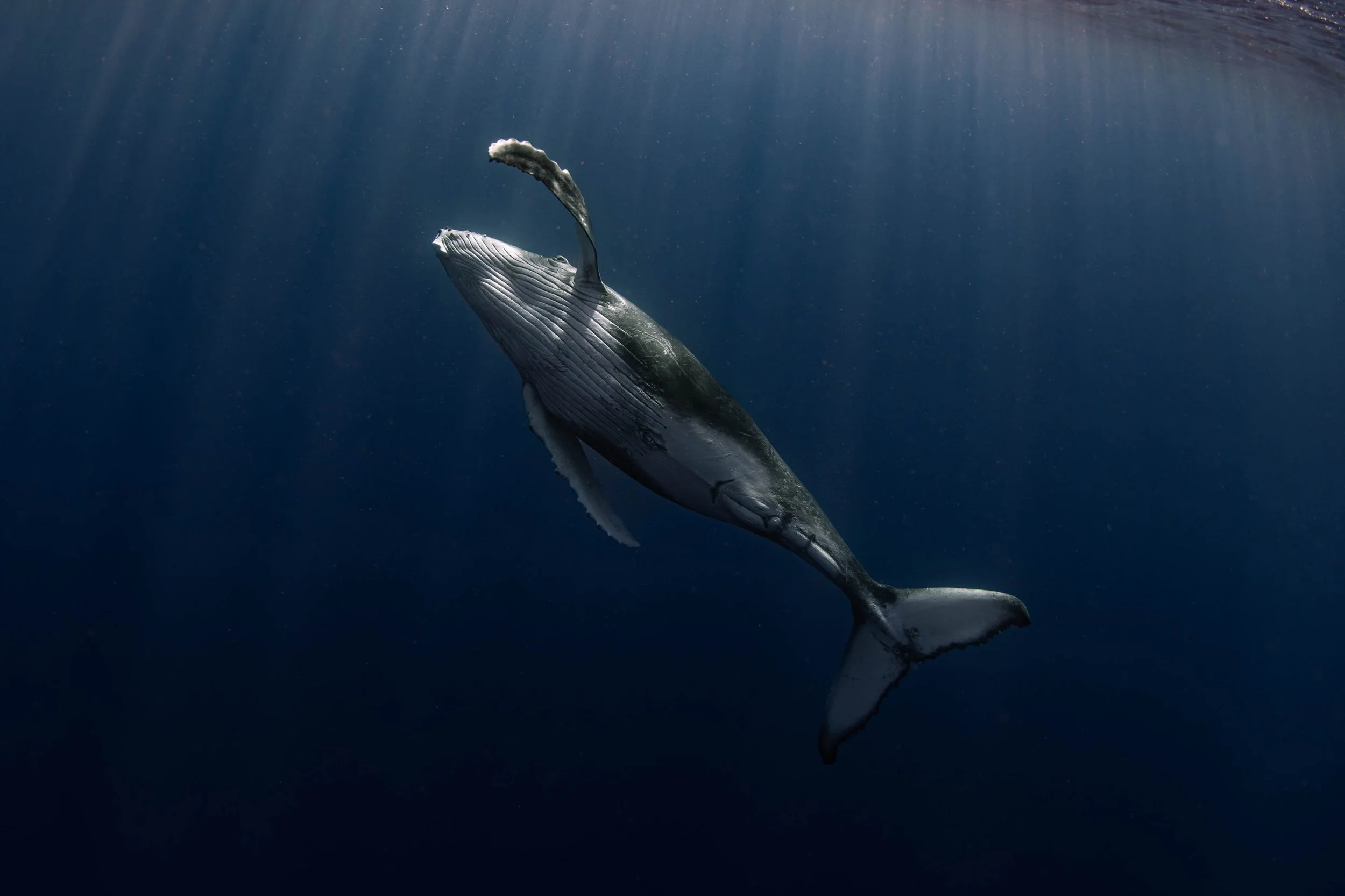 Fench Polynesia - Calf Swimming Up.jpg