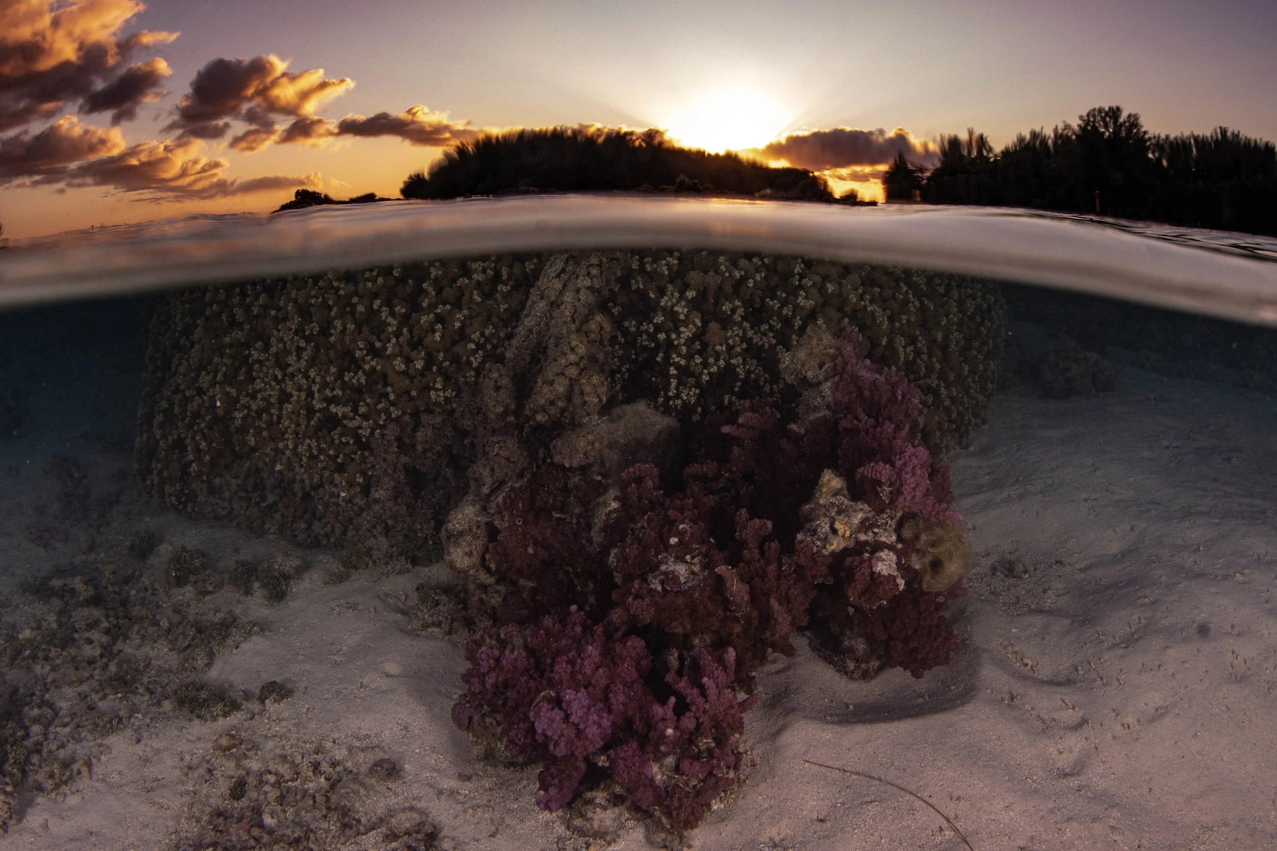 Fench Polynesia - Sunset Coral.jpg
