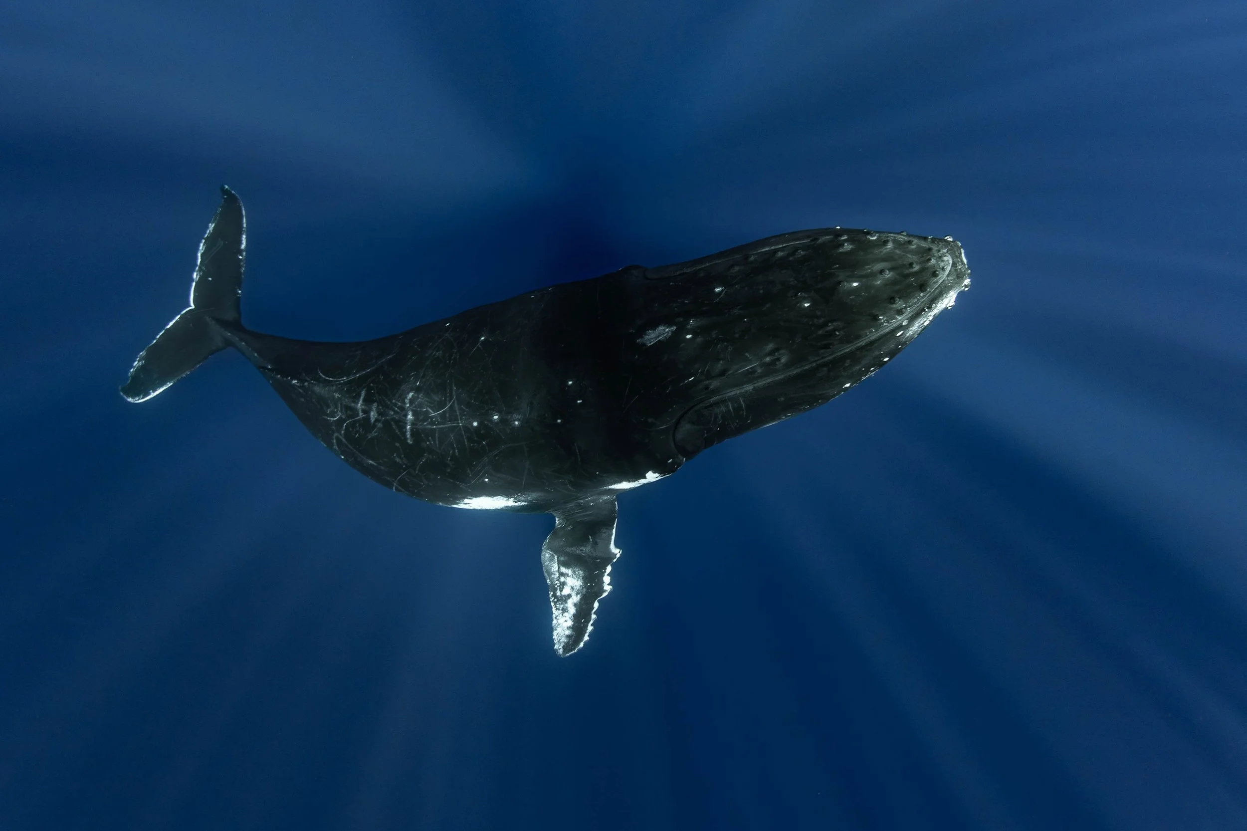 Fench Polynesia - Humpback Whale from Above.jpg