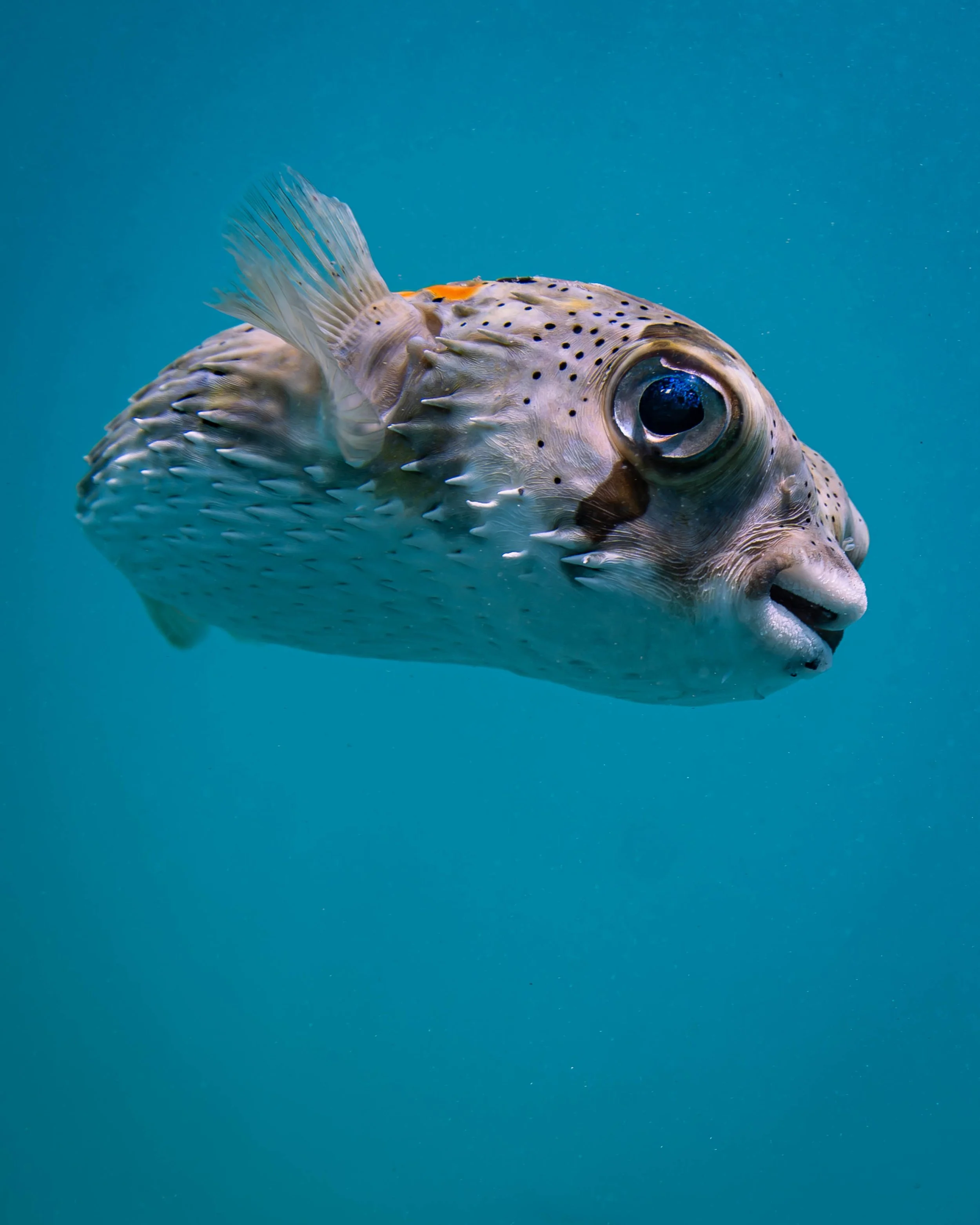 La Ventana - Pufferfish Portrait.jpg