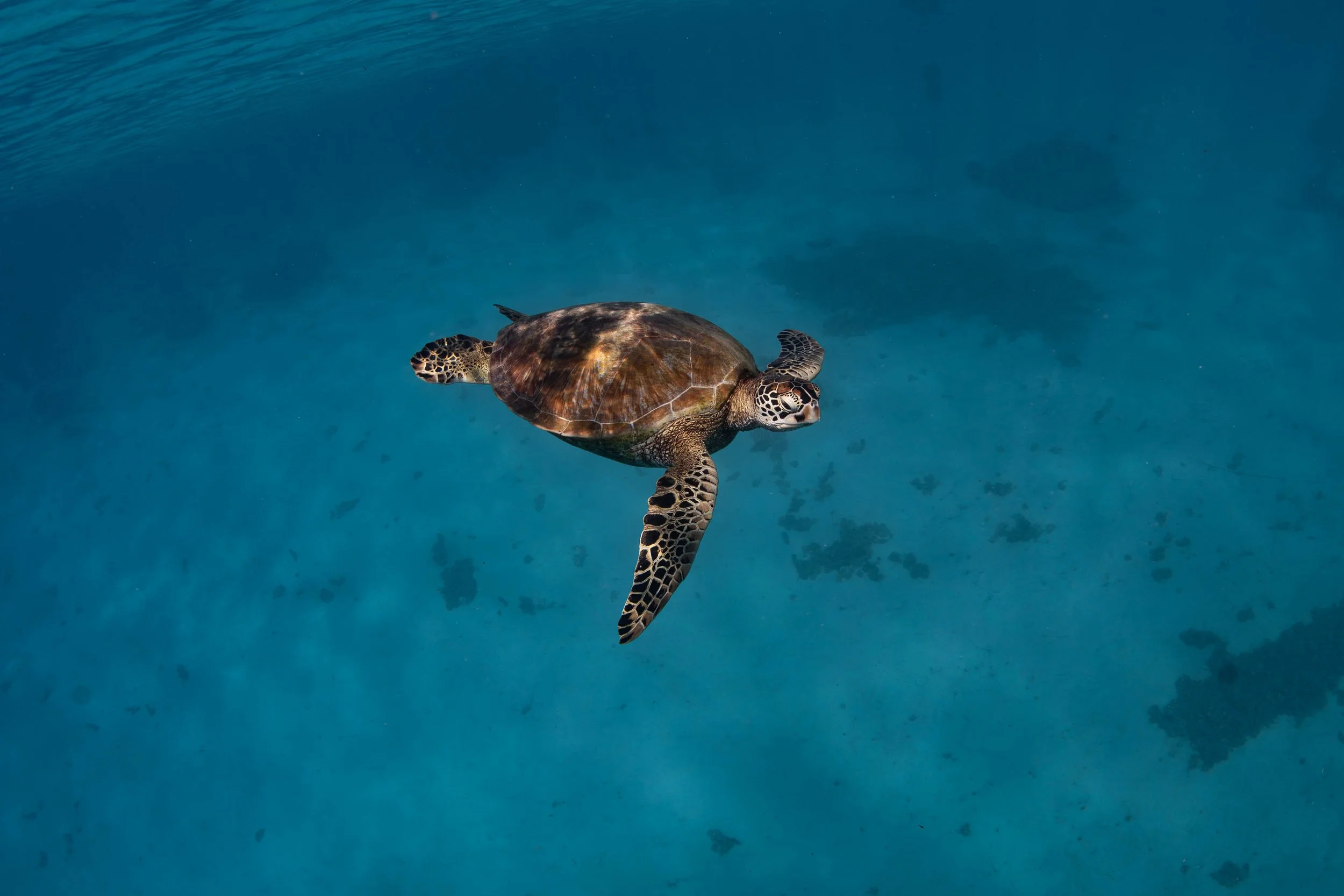 Fench Polynesia - Turtle.jpg