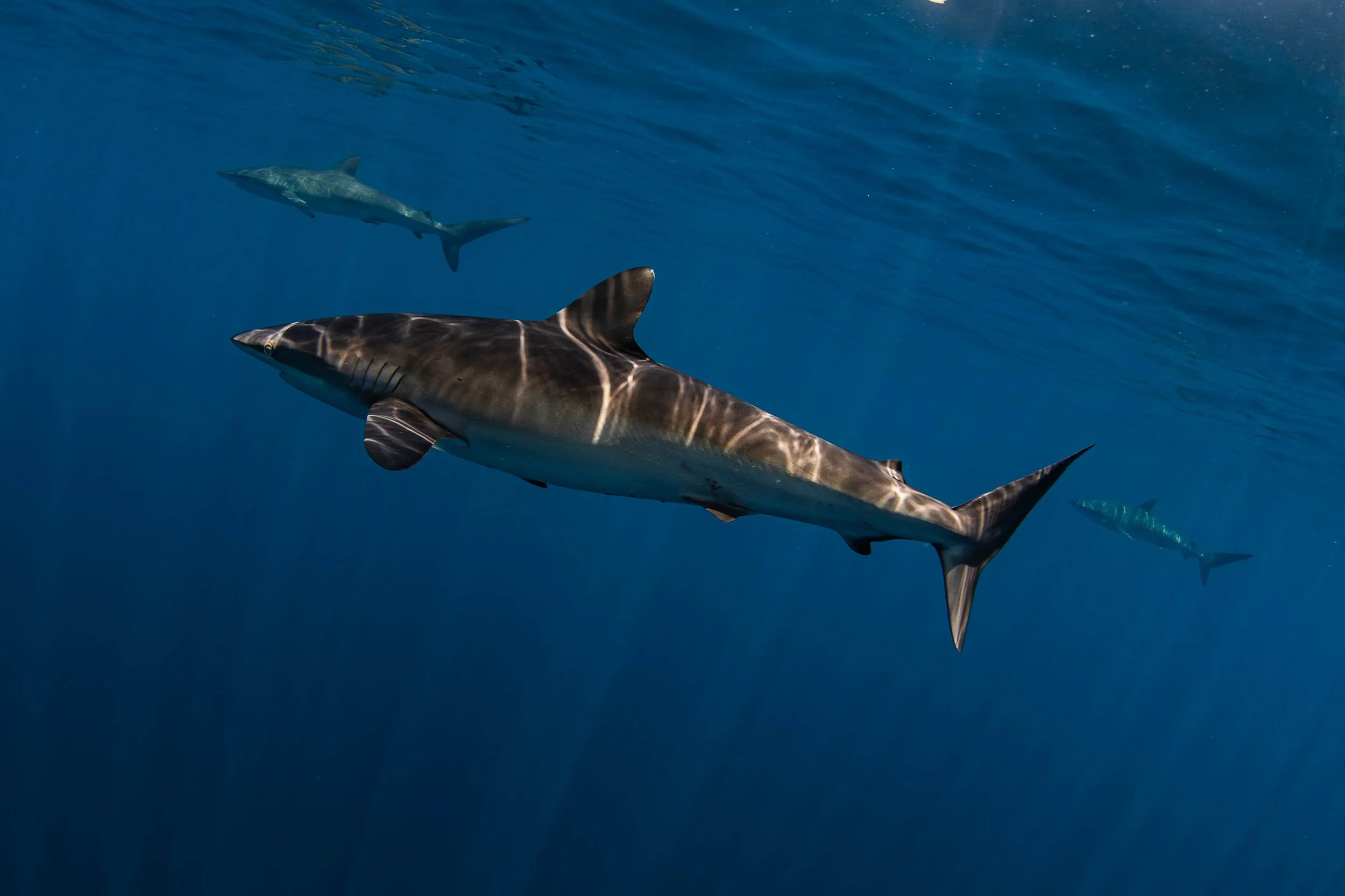 La Ventana - Silky Sharks.jpg