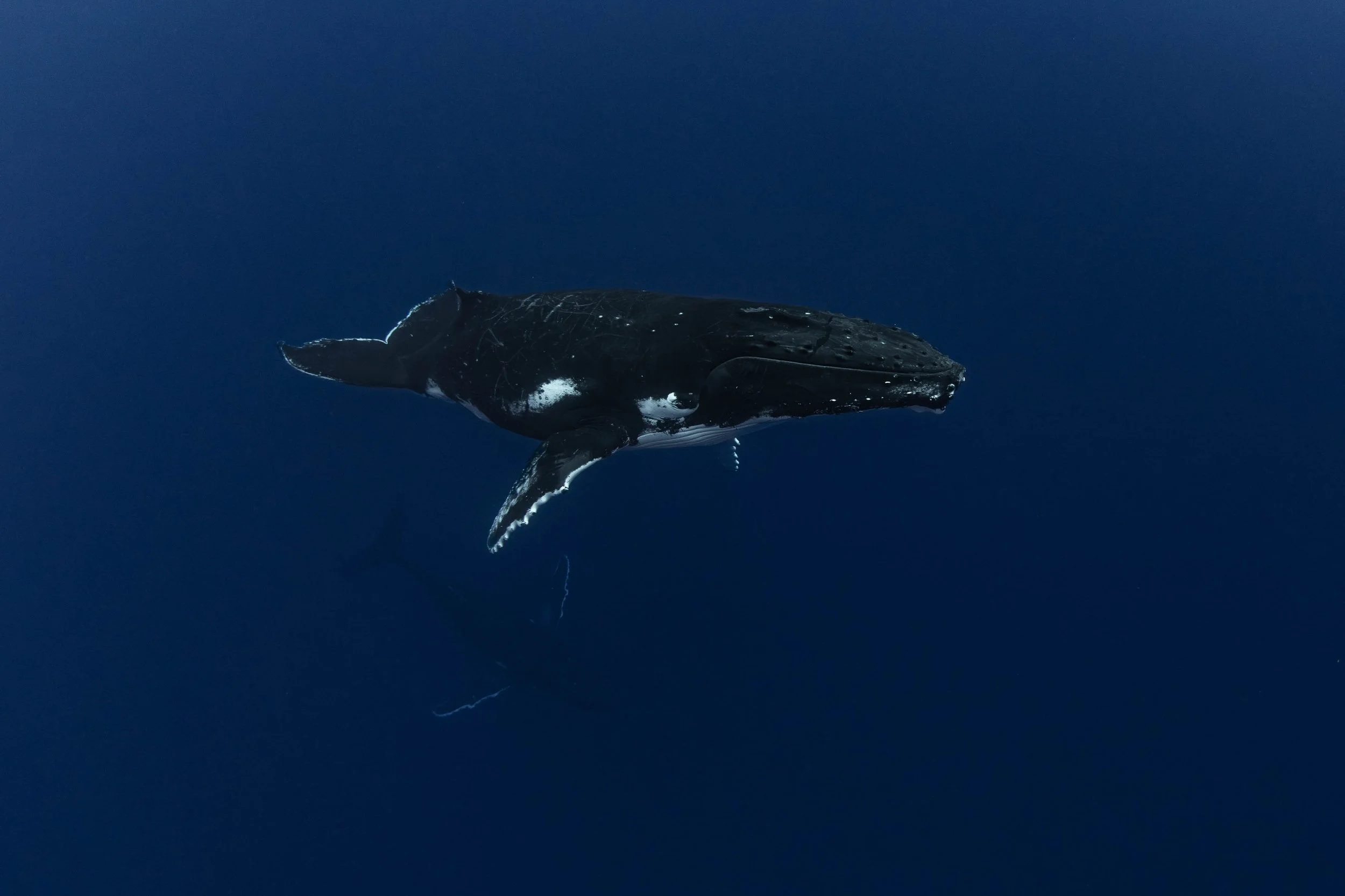 Fench Polynesia - Humpback Whales Below.jpg