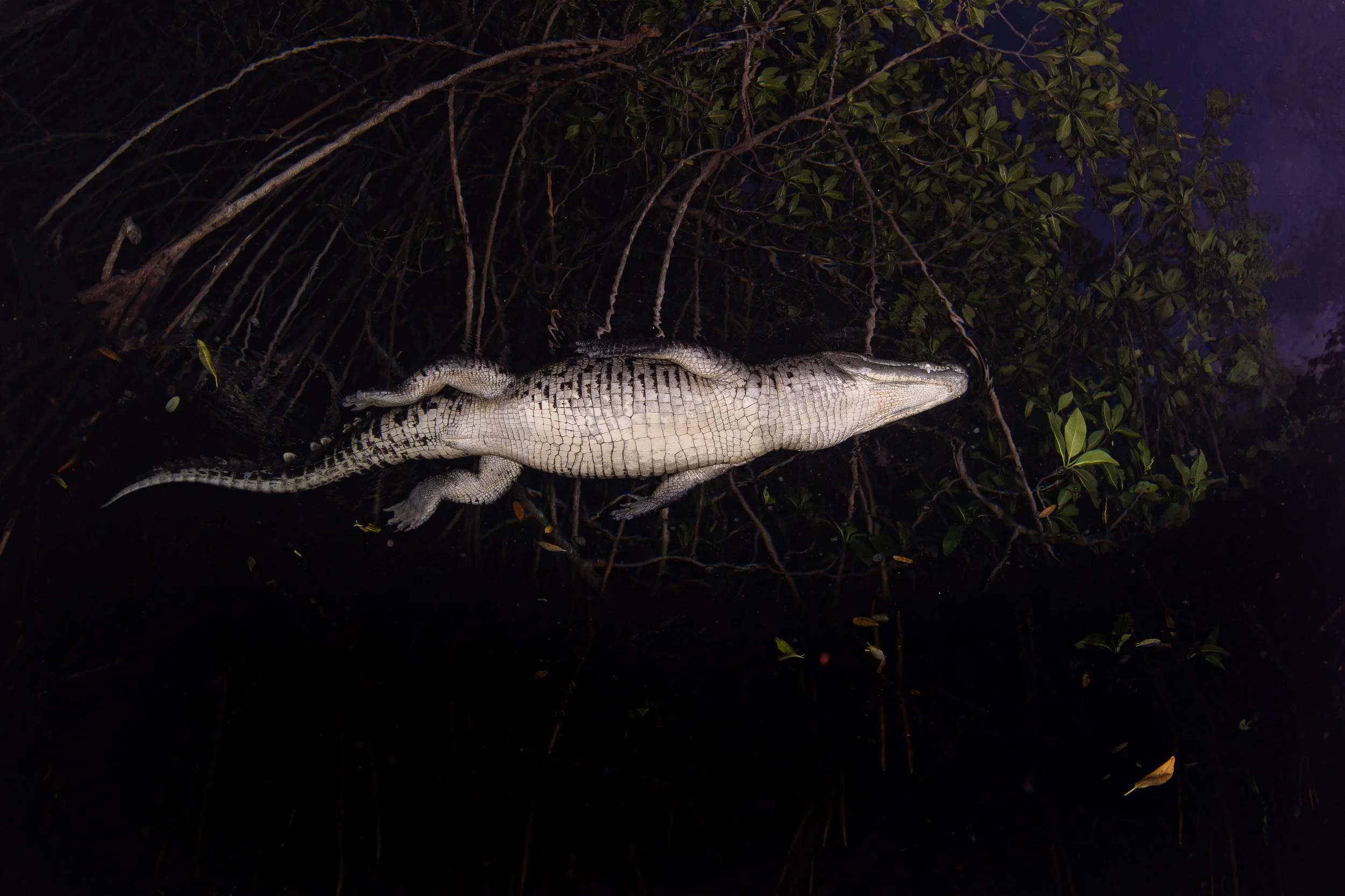 Mangrove Croc.jpg