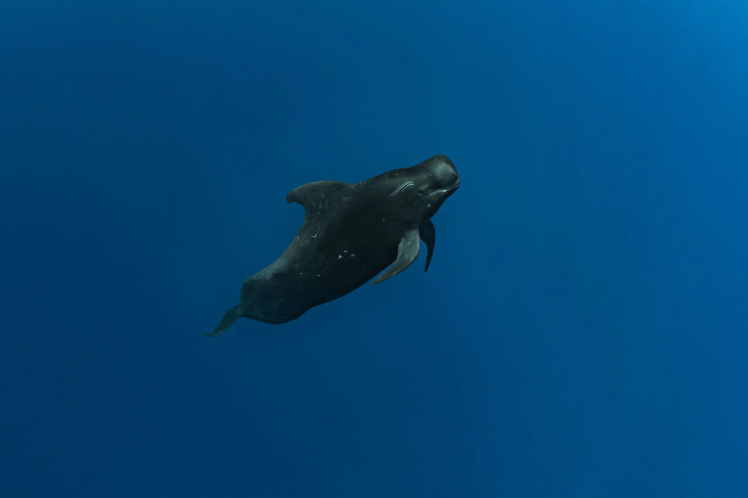 Pilot Whale.jpg