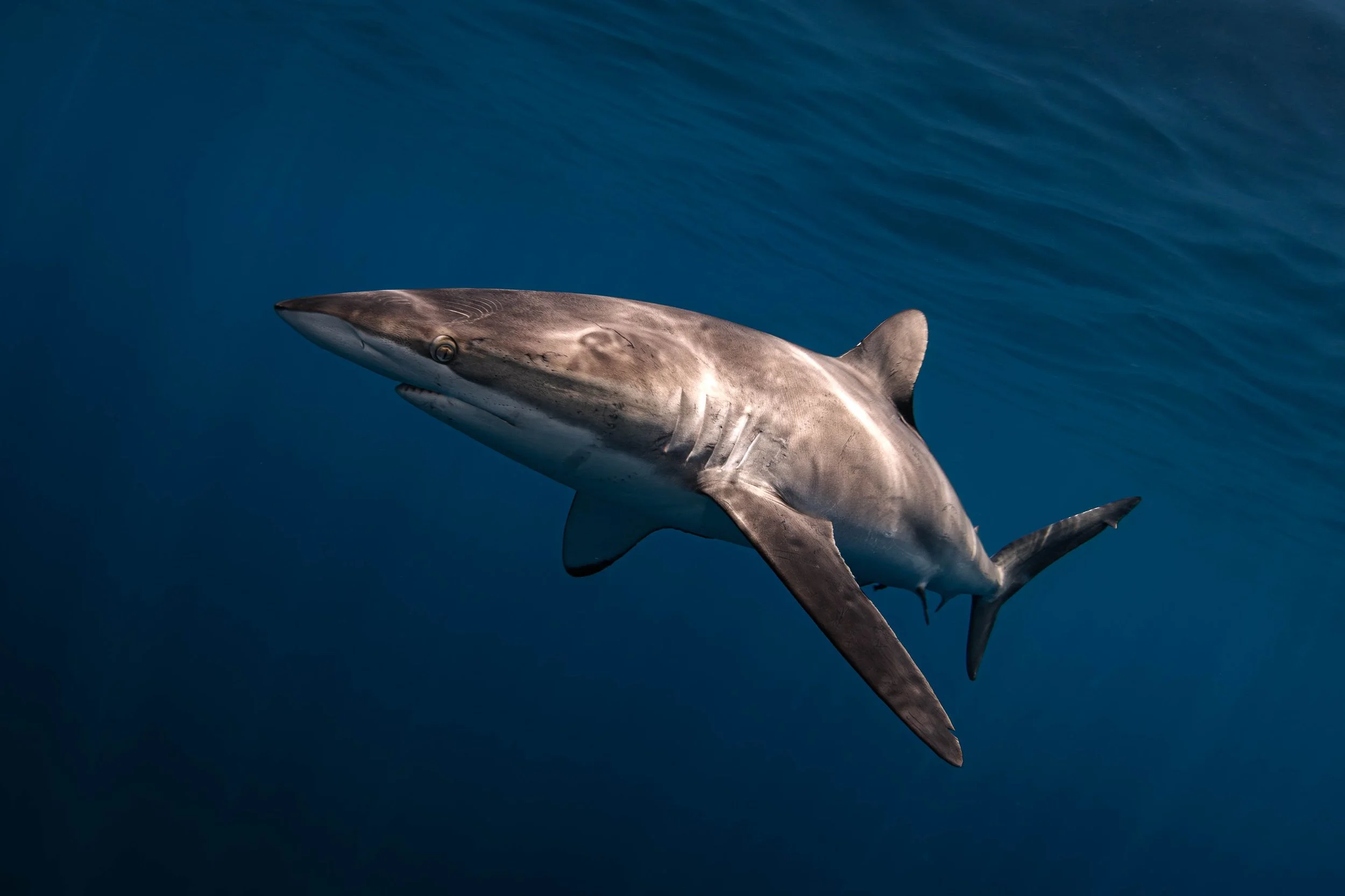La Ventana - Silky Shark Portrait.jpg
