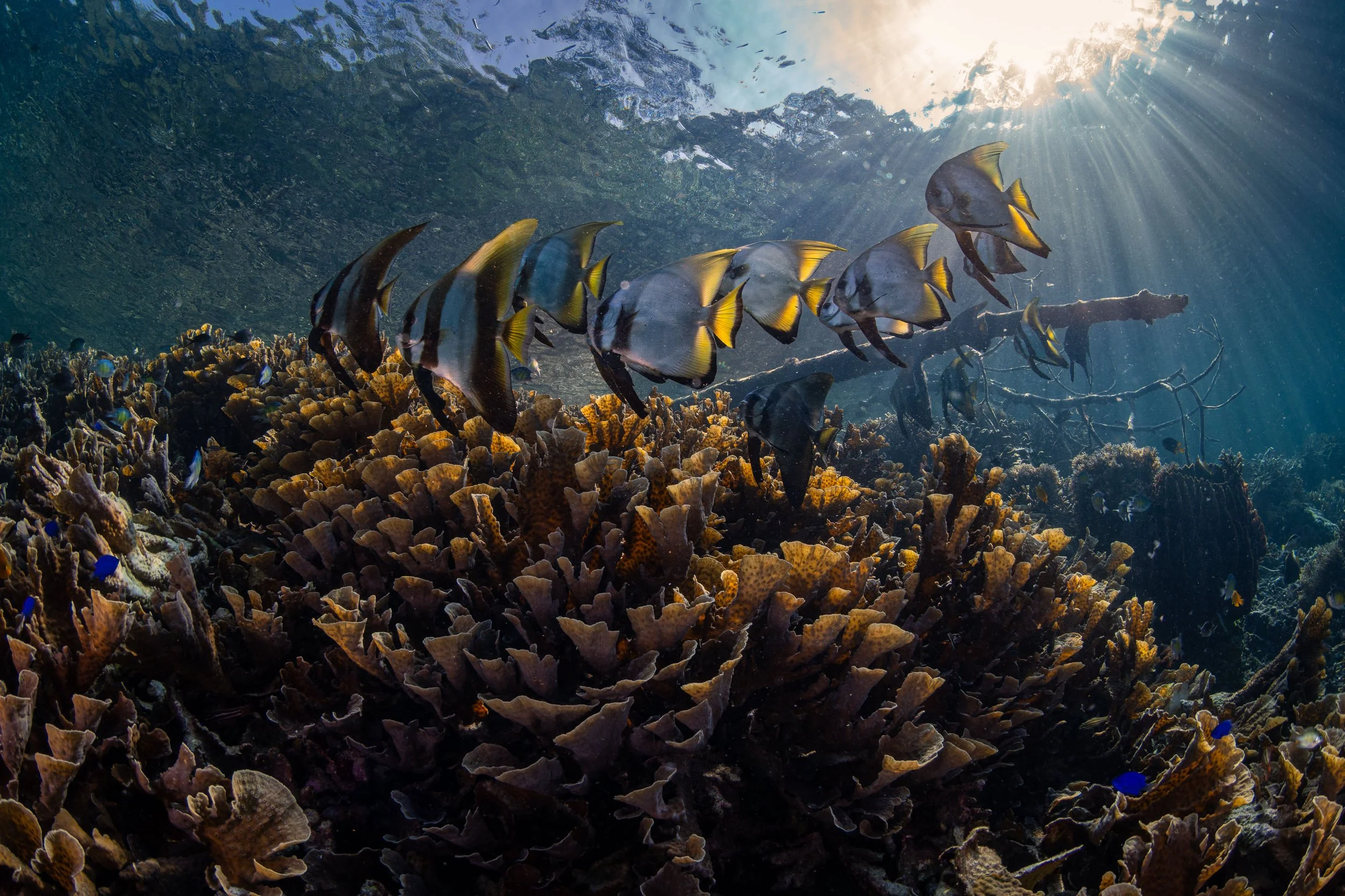 Mangrove Nursery.jpg