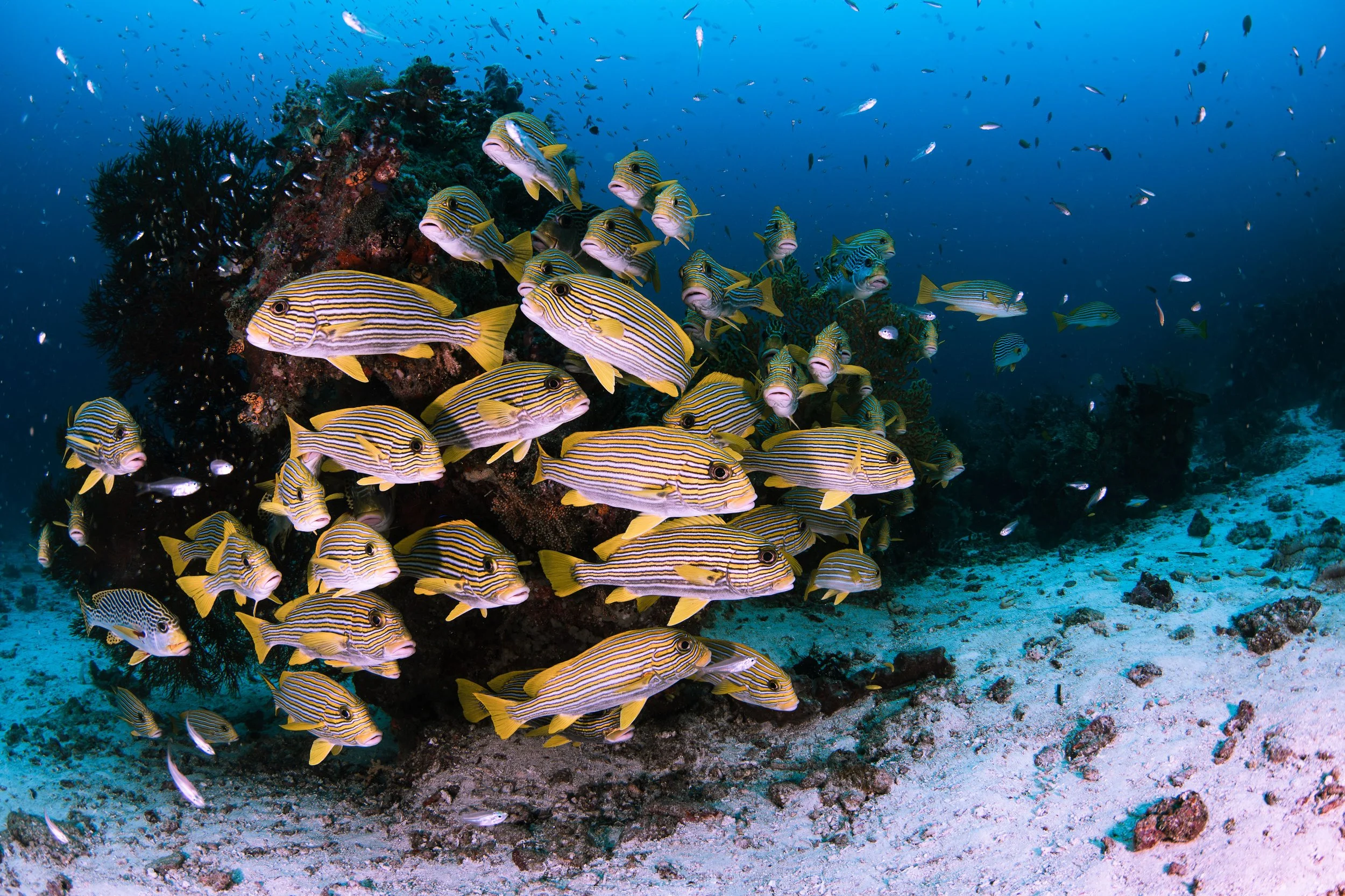 Schooling Sweetlips.jpg