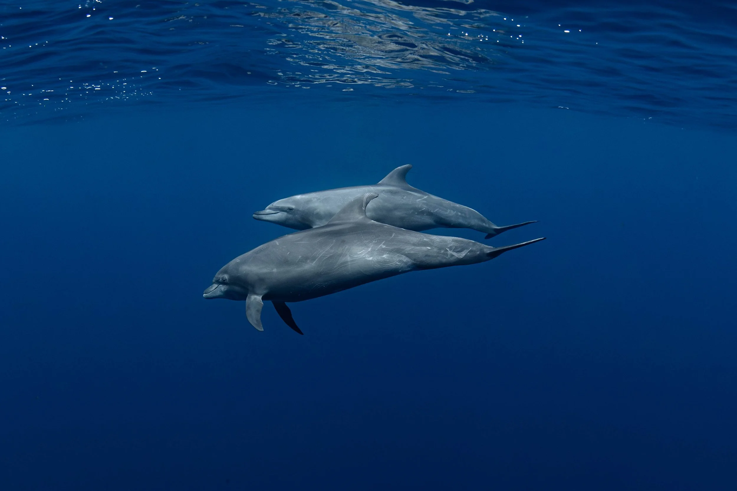 Bottlenose Dolphins Swimming.jpg