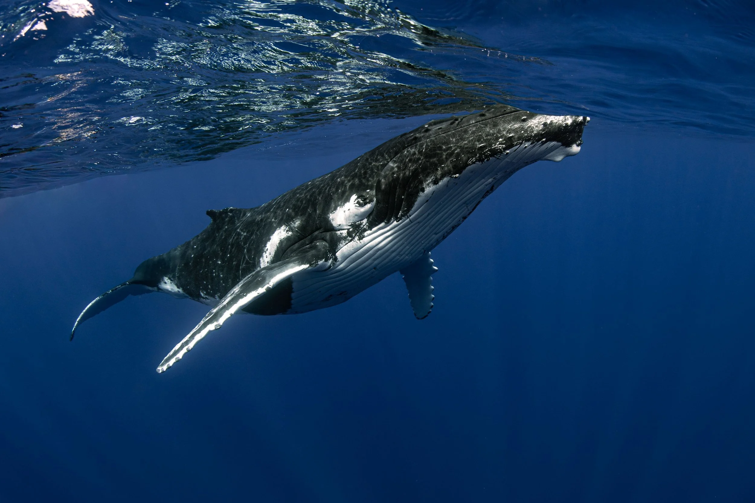 Humpback Portrait.jpg