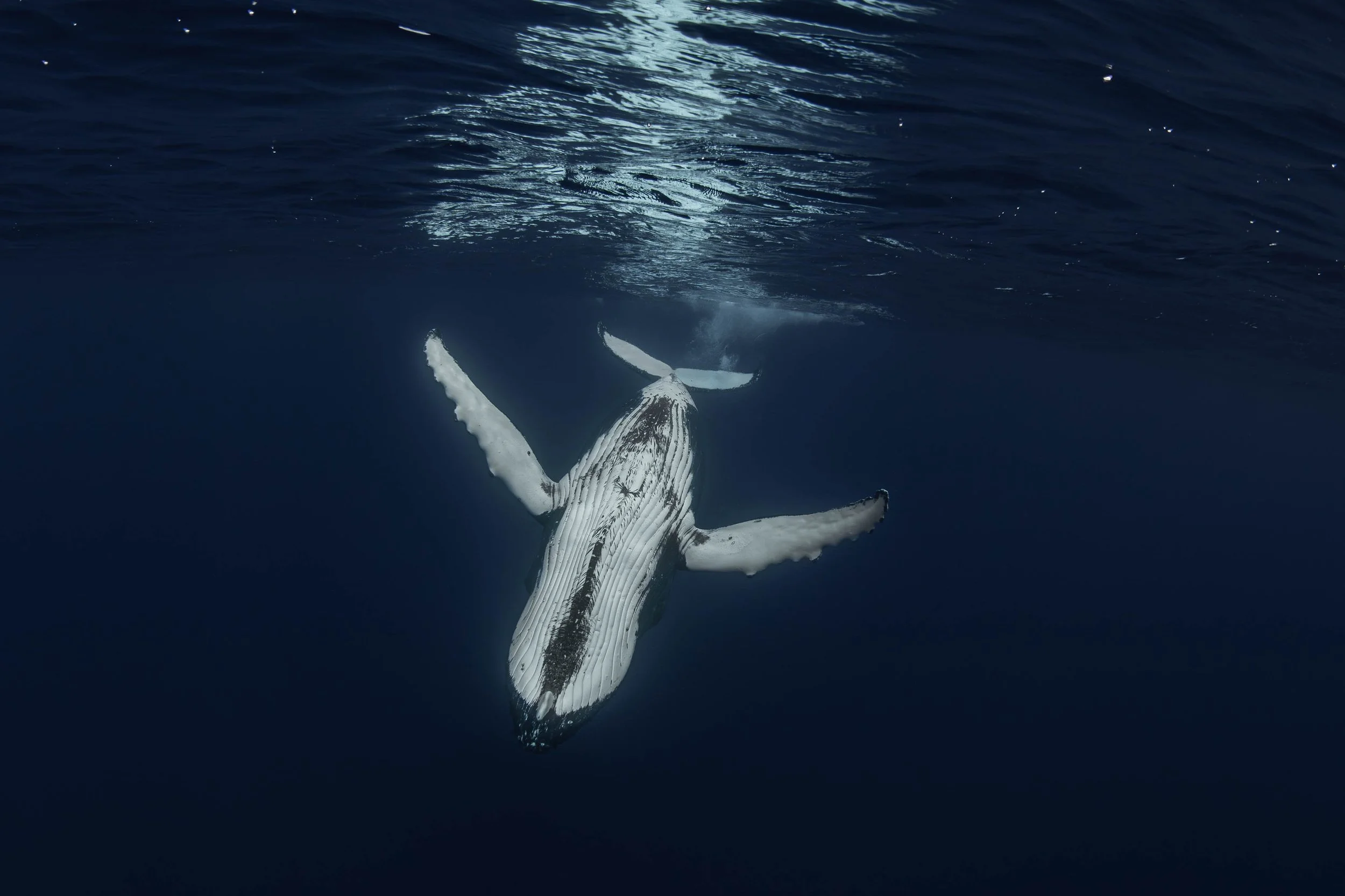 Fench Polynesia - Humpback Whale Swimming.jpg