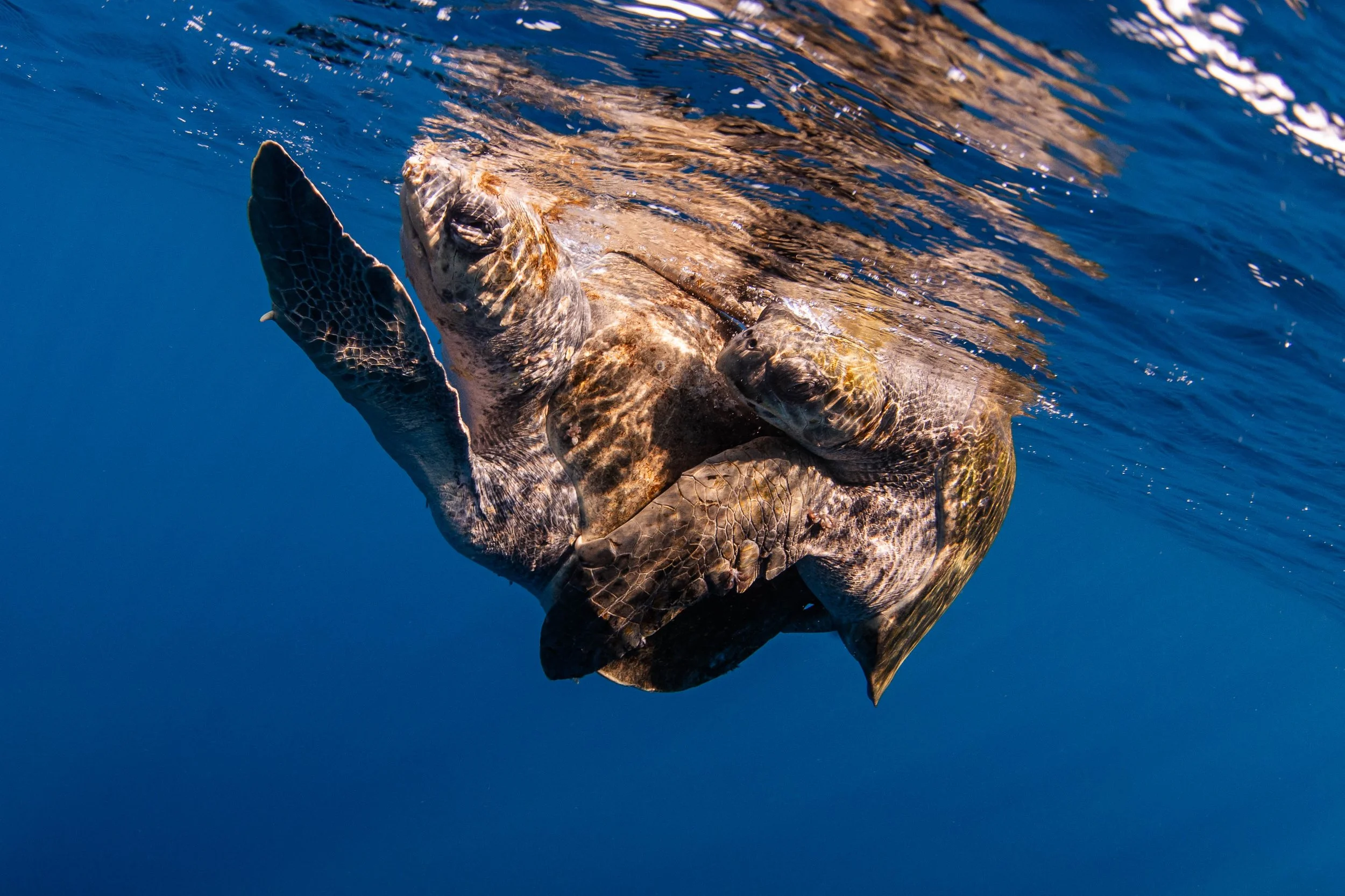La Ventana - Olive Ridley Turtles Mating.jpg