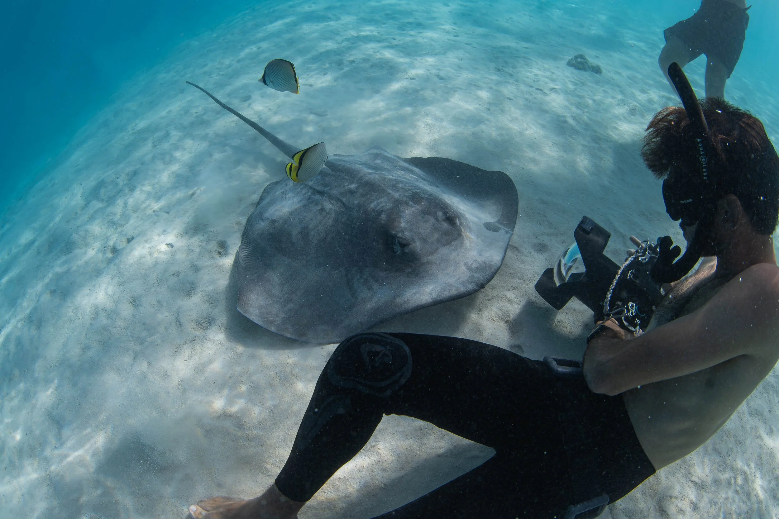 Fench Polynesia - Stingray with Photogrpaher .jpg